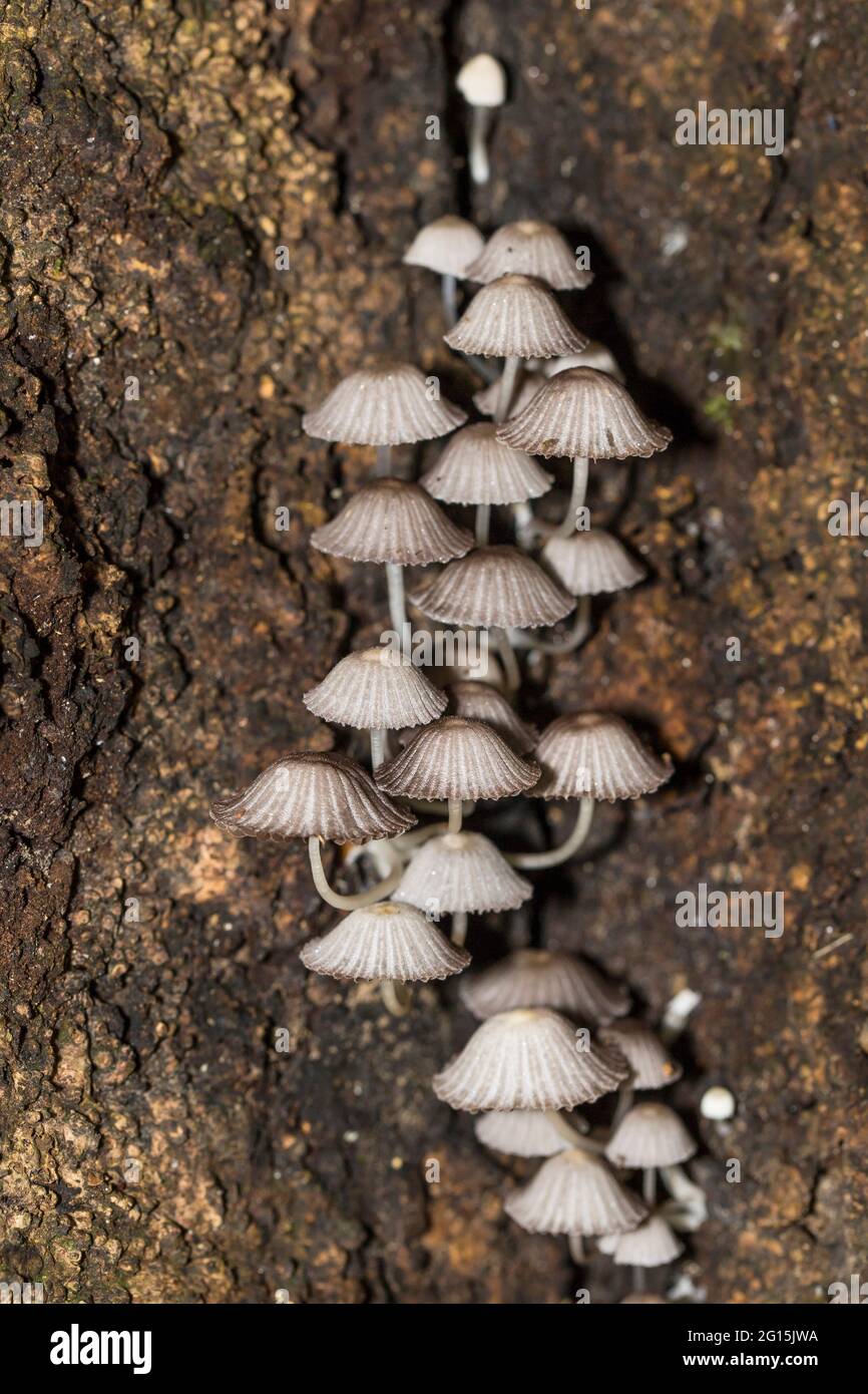 Grupo de setas silvestres de taza que crecen en un tronco de árbol muerto en una selva tropical Foto de stock