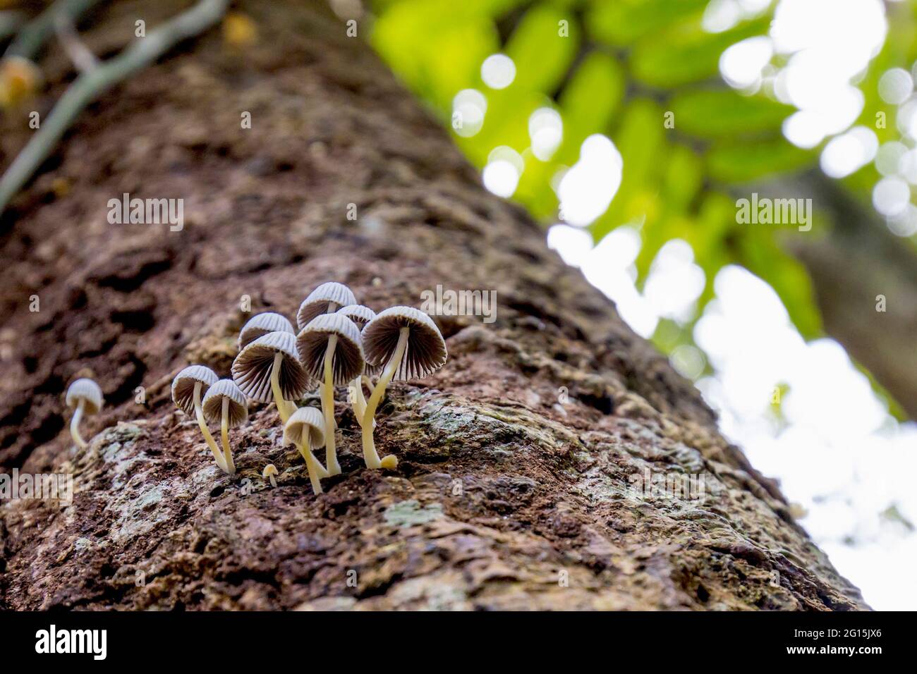 Vista de gusano de un grupo de champiñones de taza silvestre que crecen en un tronco de árbol en un bosque lluvioso Foto de stock