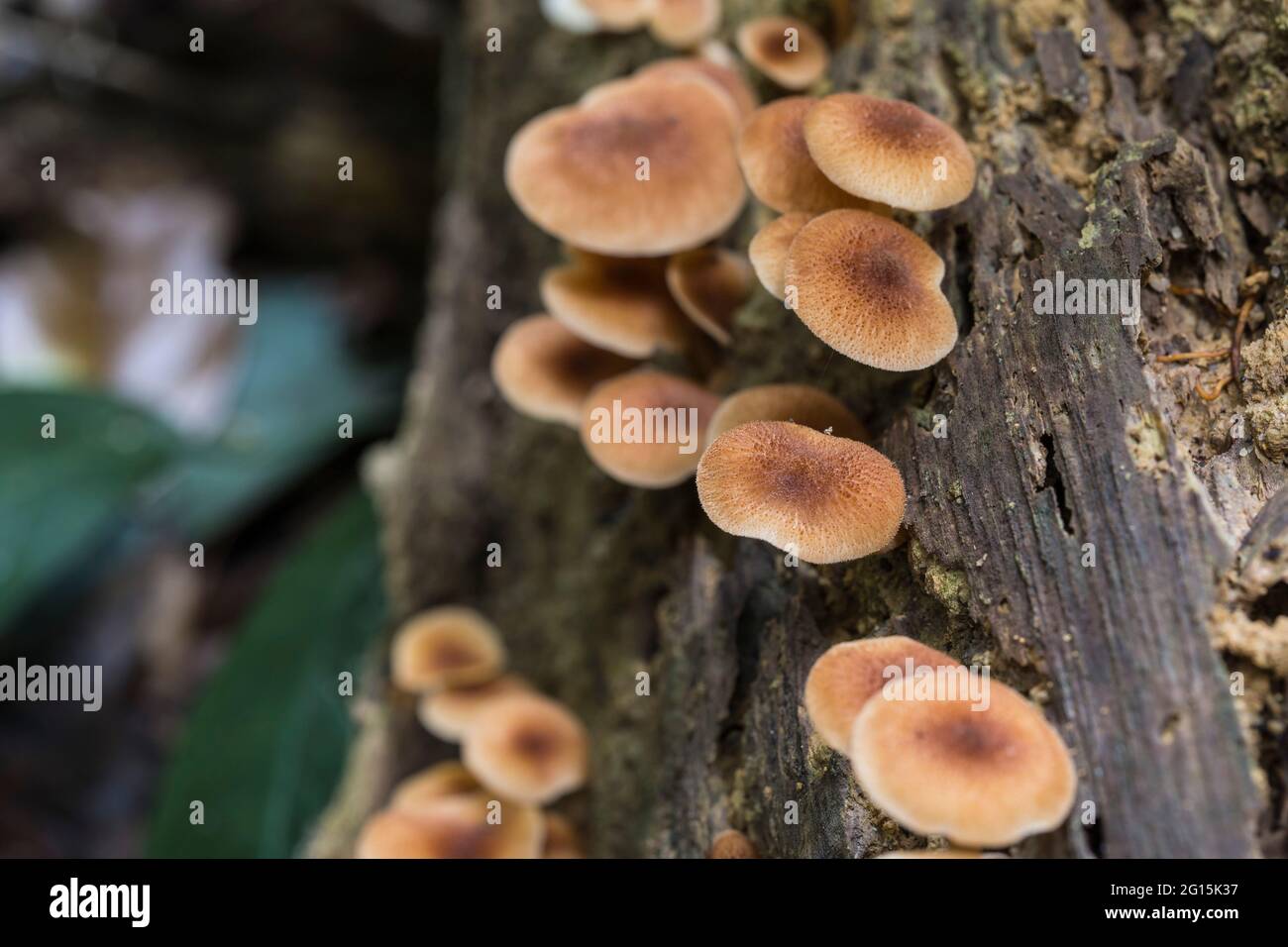 Grupo de setas marrones que crecen en un tronco muerto en un bosque lluvioso Foto de stock