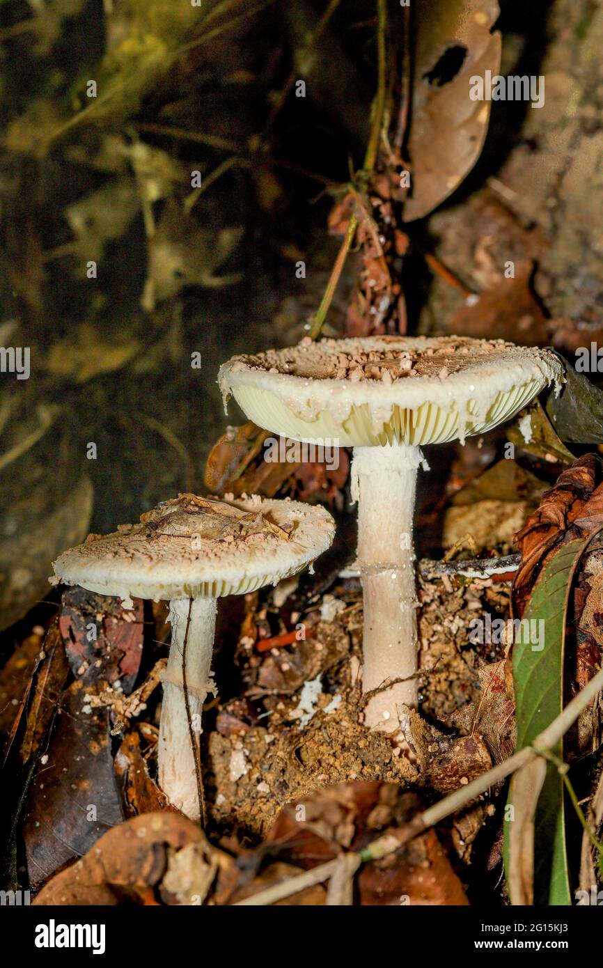 Hongos silvestres y hongos encontrados en una selva tropical Foto de stock