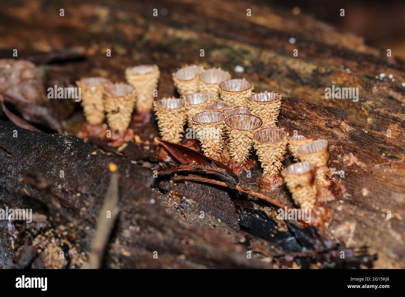 Un grupo de hongos nidos de aves, Crucibulum laeve de la familia Nidulariaceae, creciendo sobre un tronco de árbol en descomposición Foto de stock