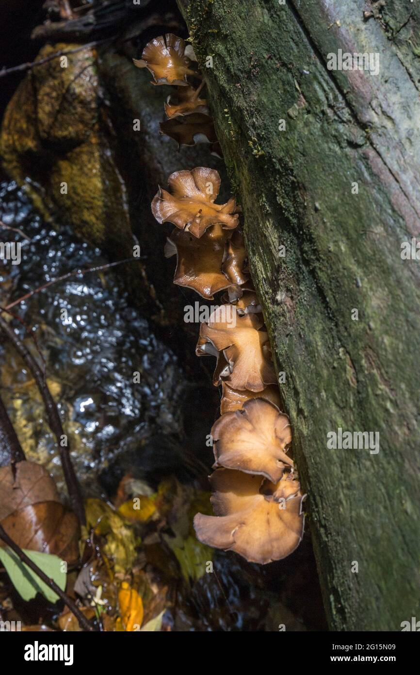 Grupo de setas creciendo en un tronco de árbol muerto cerca de un río Foto de stock