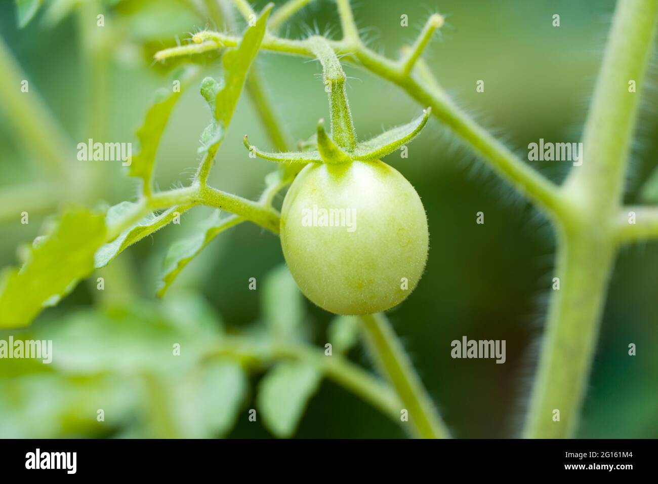 tomates verdes en la planta natural que cultiva un huerto fondo borroso Foto de stock