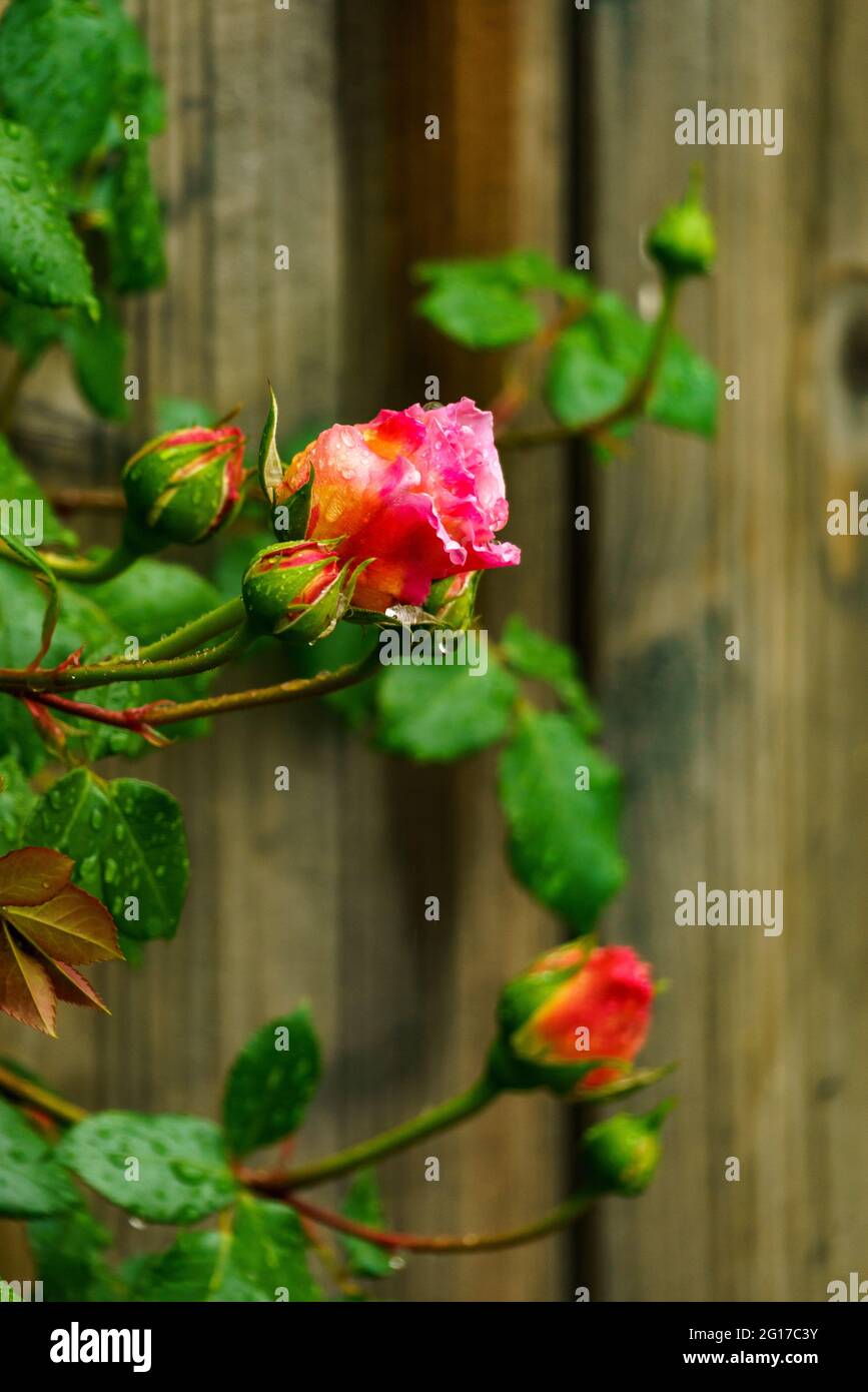 Rote Rose am Rosenstock vor einer Hauswand, naranja, rosa, gelb mehrfarbig im grünen Blättermeer. Morgentau auf Rosenknospe. Símbolo für Liebe und Treue Foto de stock