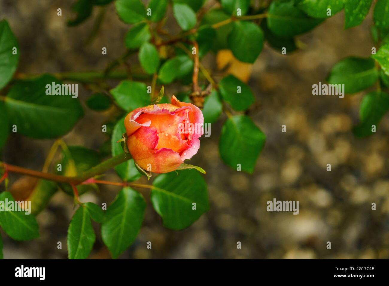 Rote Rose am Rosenstock vor einer Hauswand, naranja, rosa, gelb mehrfarbig im grünen Blättermeer. Morgentau auf Rosenknospe. Símbolo für Liebe und Treue Foto de stock