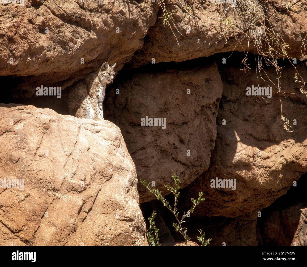 Un Bobcat se mezcla con la roca del desierto en el Arizona Sonora Desert Museum cerca de Tucson. Foto de stock