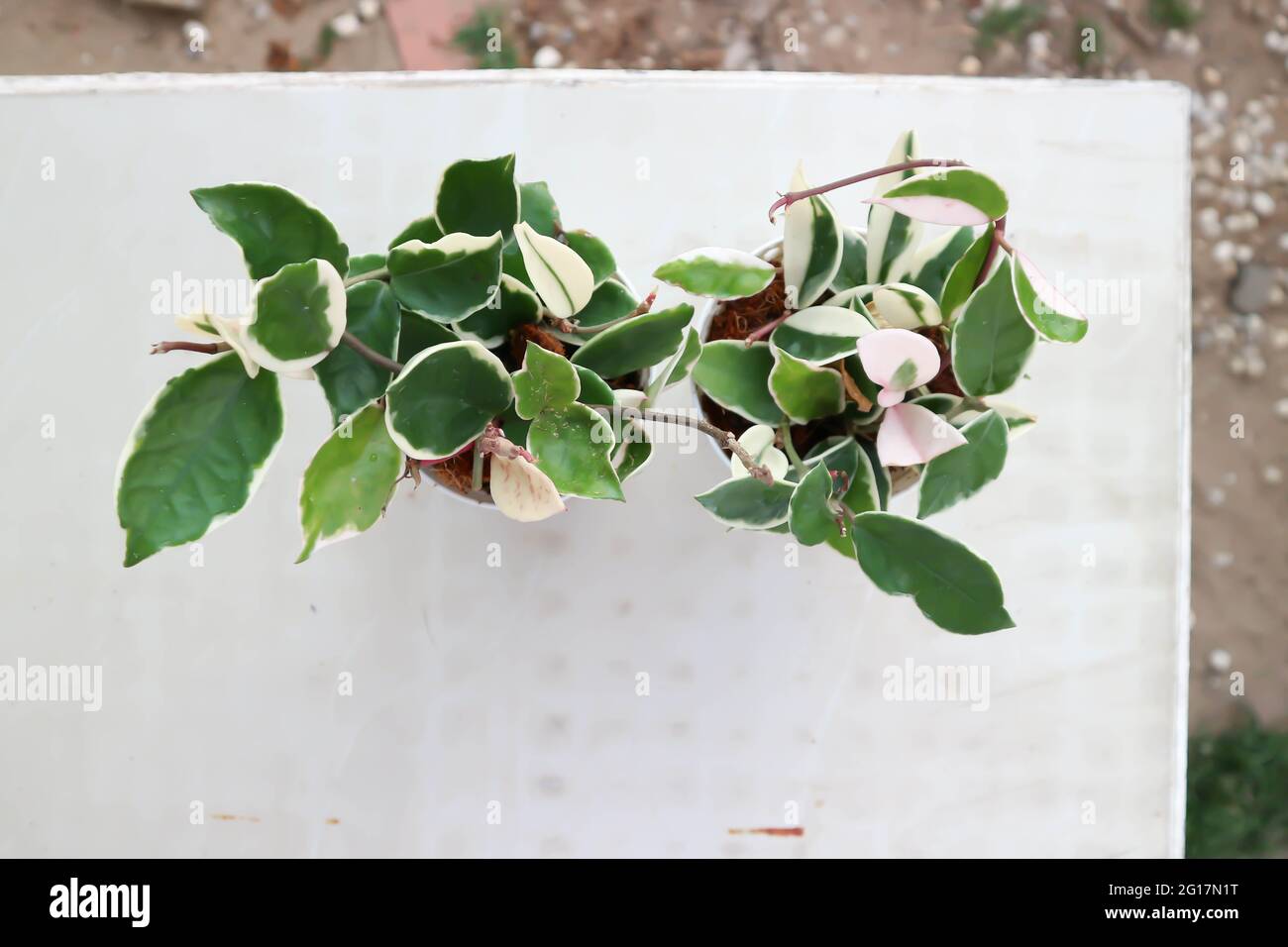 Hoya carnosa compacta, Hoya Compacta o hoya tricolor o Hoya carnosa