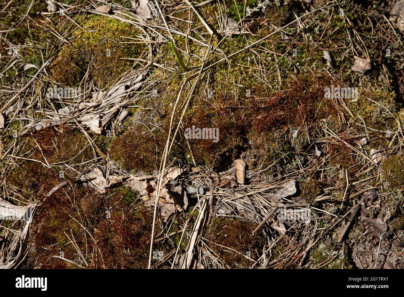 Musgo, agujas de pino secas, y las primeras coles de primavera, foto macro  Fotografía de stock - Alamy