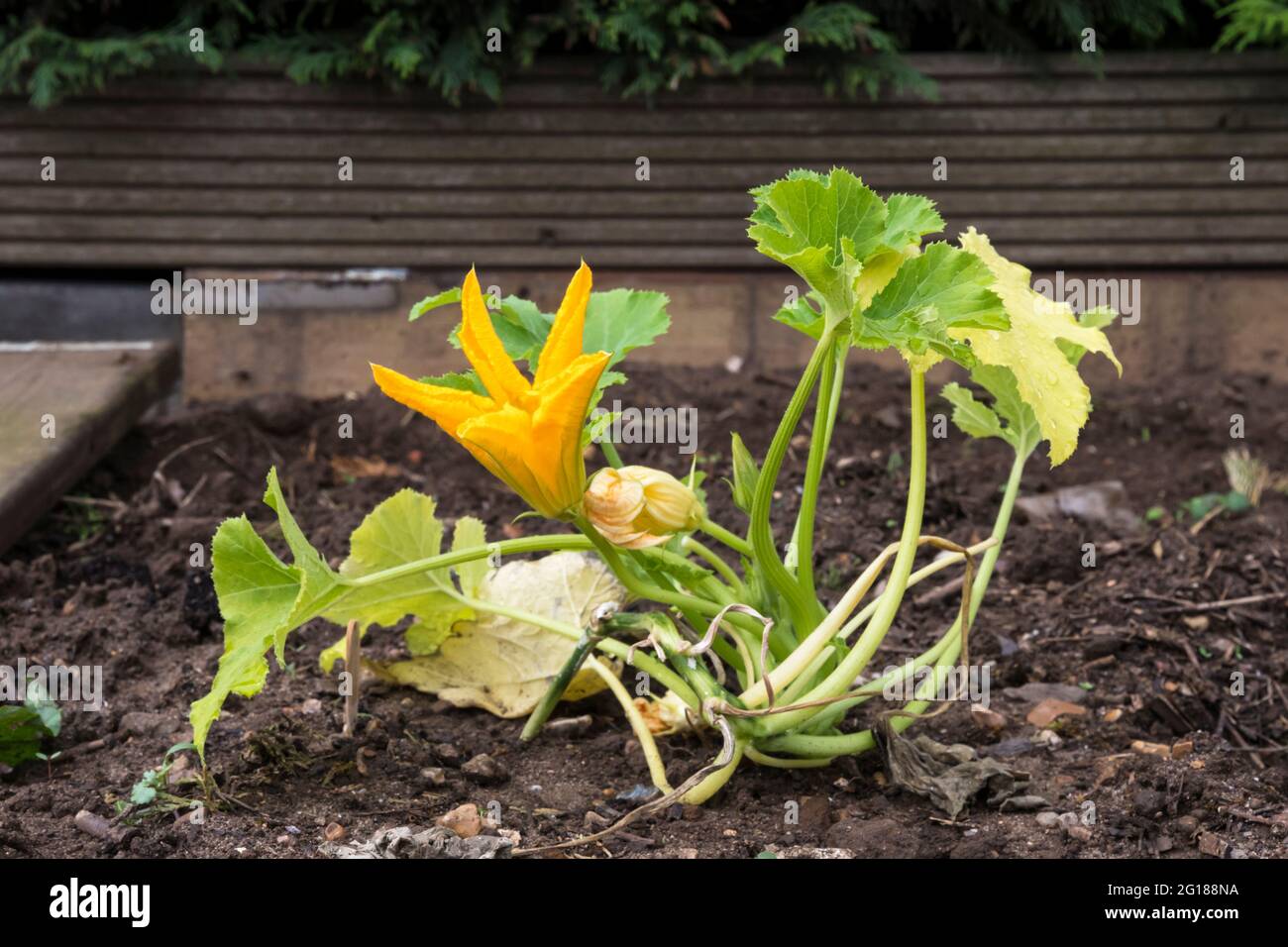 Flor en Courgette 'Zucchini', Cucurbita pepo, creciendo en un huerto o en una parcela. Foto de stock