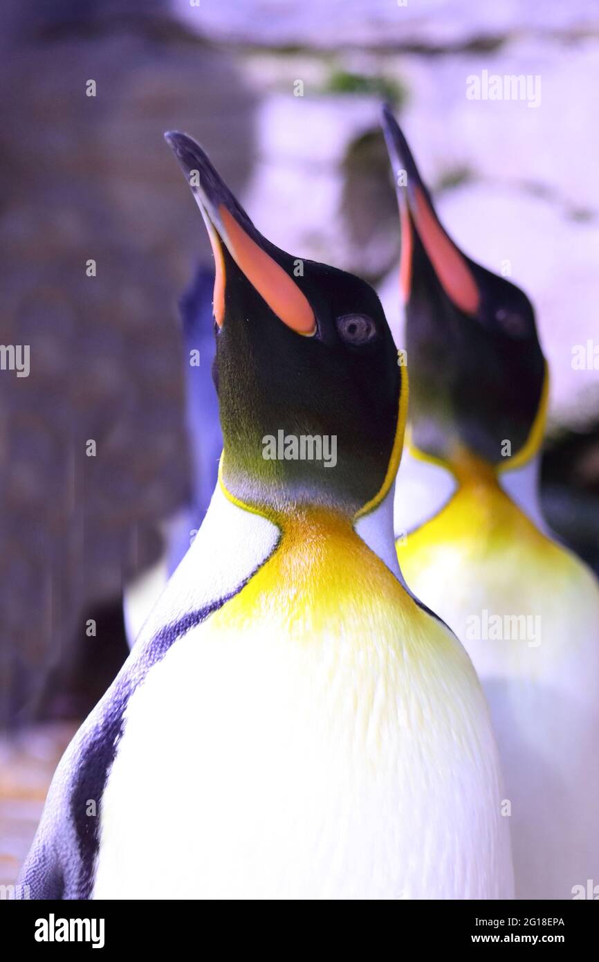 Königspinguin / Pingüino Rey / Aptenodytes patagonicus Foto de stock