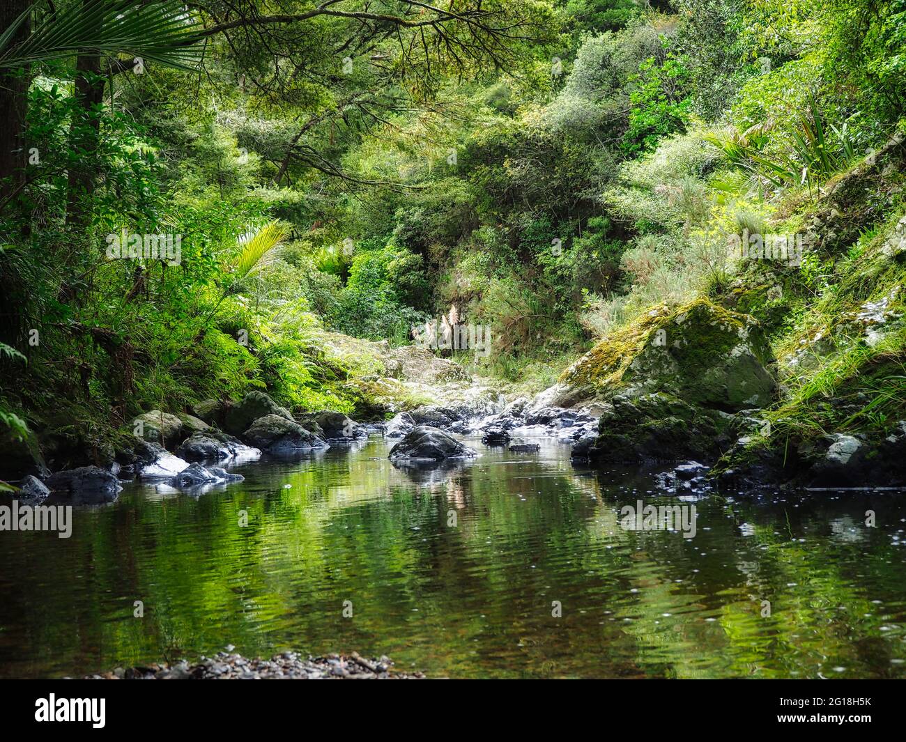 Un estanque escondido en un bosque salvaje Foto de stock
