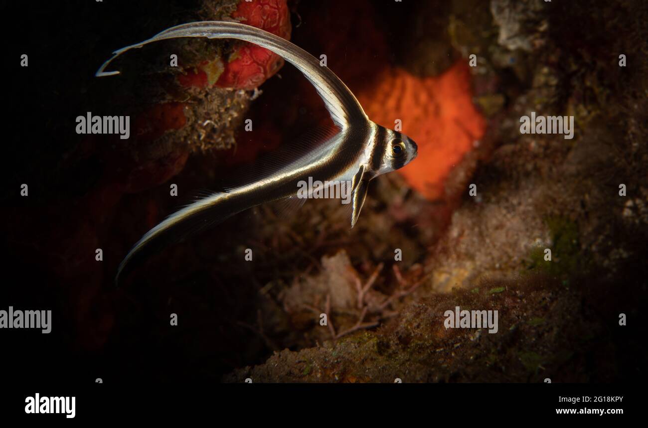 Tambor de topos juveniles (Equetus punctatus) en el arrecife de la isla holandesa caribeña de Saba Foto de stock