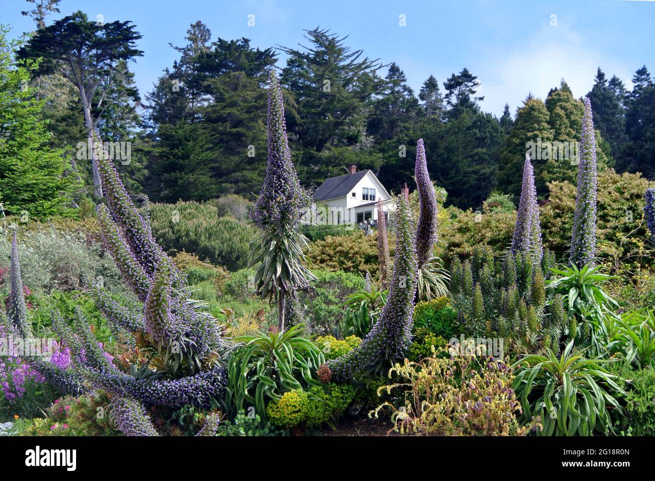 paisaje de flores púrpura estrella en mendocino, california, ee.uu. jardín Foto de stock