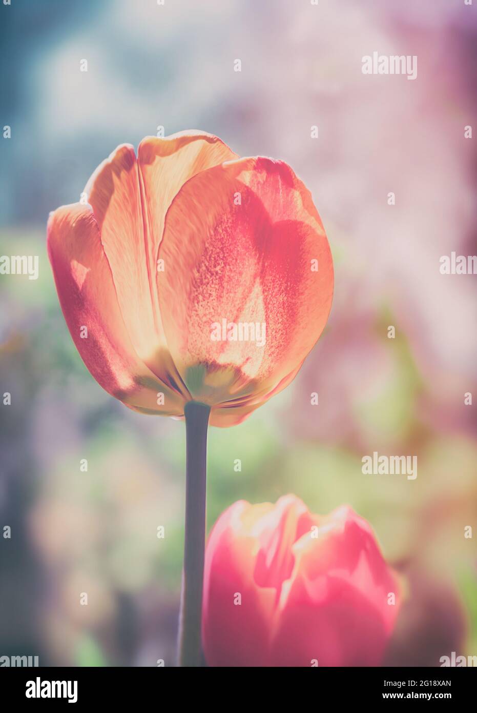 Stimmungsvolles Nahaufnahme einer Tulpe im farbenfrohes Blumenmeer aus Tulpen im Grugapark Essen - Blüten im Licht und Sonnenschein im Park. Foto de stock