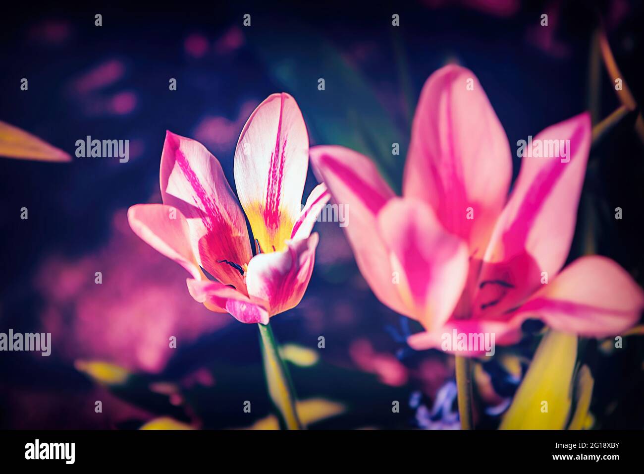 Stimmungsvolles Nahaufnahme einer Tulpe im farbenfrohes Blumenmeer aus Tulpen im Grugapark Essen - Blüten im Licht und Sonnenschein im Park. Foto de stock