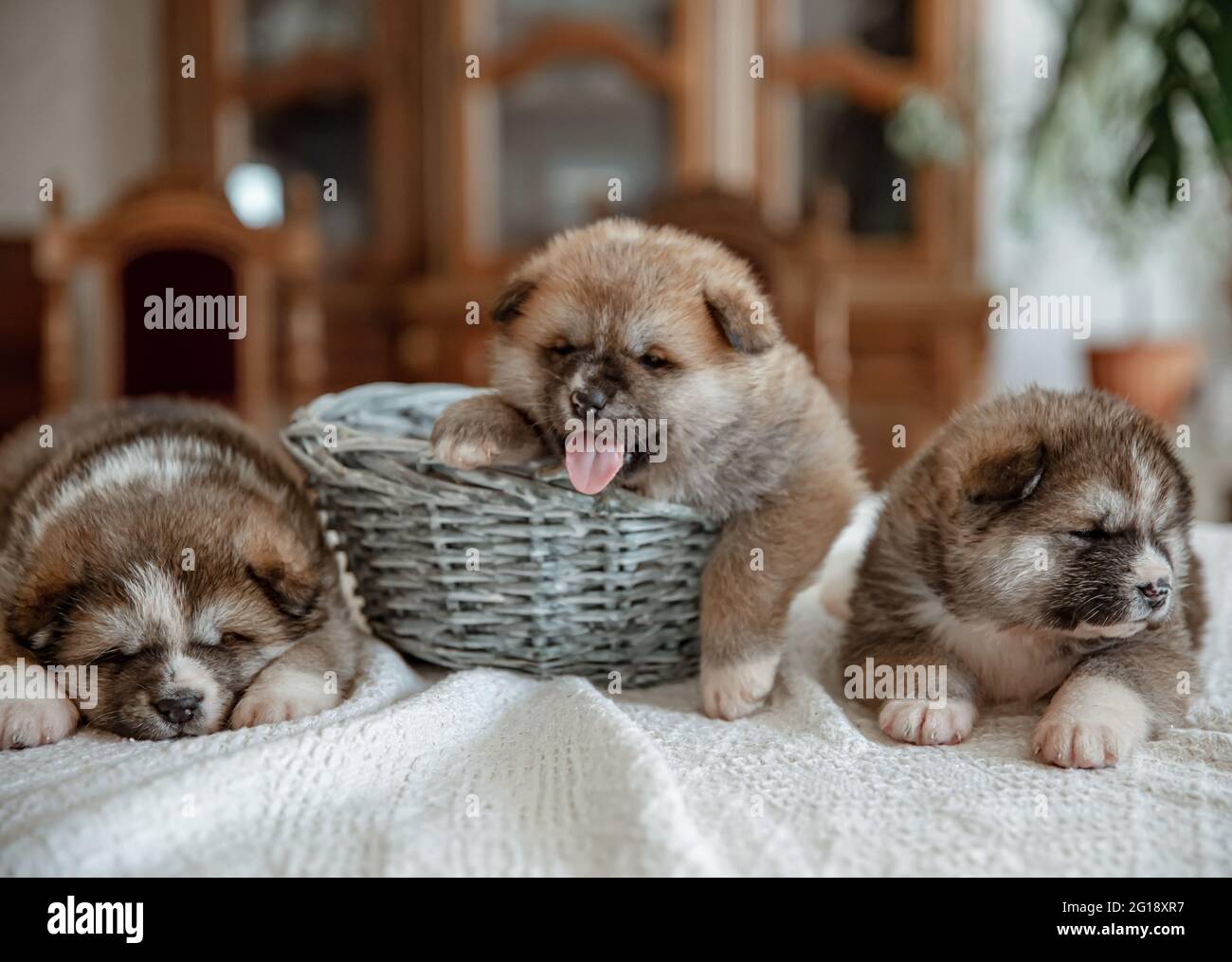 Cachorros Recien Nacidos Fotos E Imagenes De Stock Alamy Cachorros Recien Nacidos Fotos E Imagenes De Stock Alamy