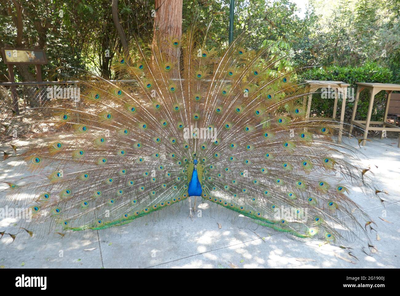 Los Ángeles, California, EE.UU. 3rd de junio de 2021 Una vista general de la atmósfera de Peacock en el Zoo de Los Ángeles, Que cerró el 13 de marzo de 2020 al 26 de agosto de 2020 debido a una pandemia y luego cerró el 7 de diciembre de 2020 y reabrió el 16 de febrero de 2021 debido a la pandemia de coronavirus Covid-19, mostrada aquí el 3 de junio de 2021 en Los Angeles, California, Estados Unidos. Foto por Barry King/Alamy Foto de Stock Foto de stock