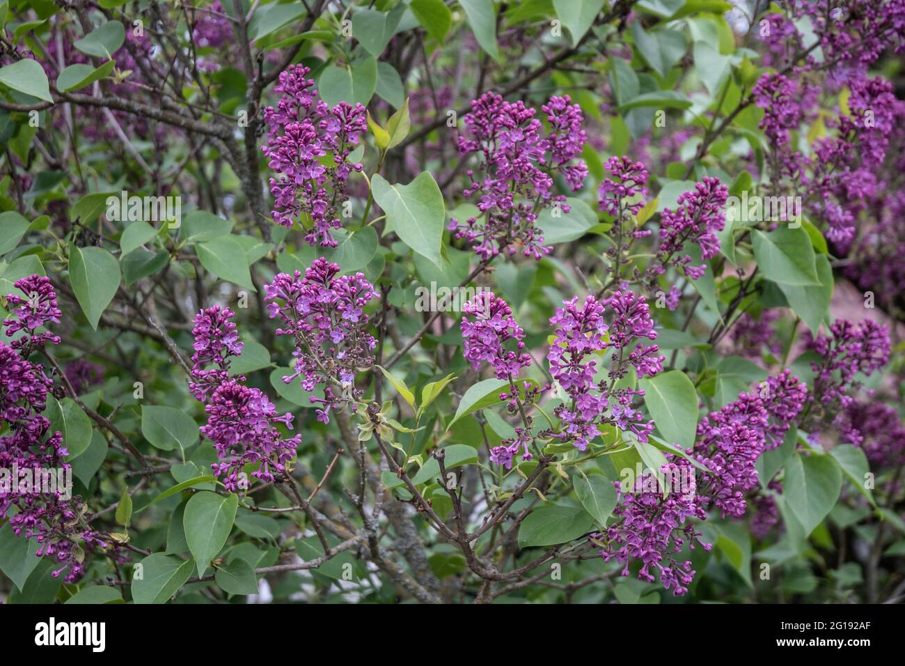 un arbusto lila en un jardín de primavera con pequeñas flores púrpura Foto de stock