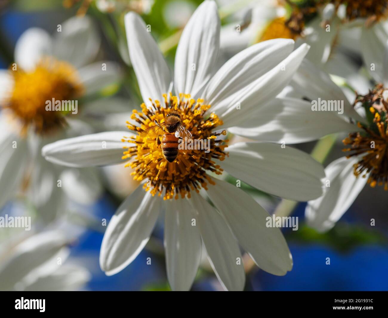 Polinización. Macro de un árbol blanco Daisy Flower con una abeja recolectando néctar y polen justo en medio de su centro amarillo. Foto de stock