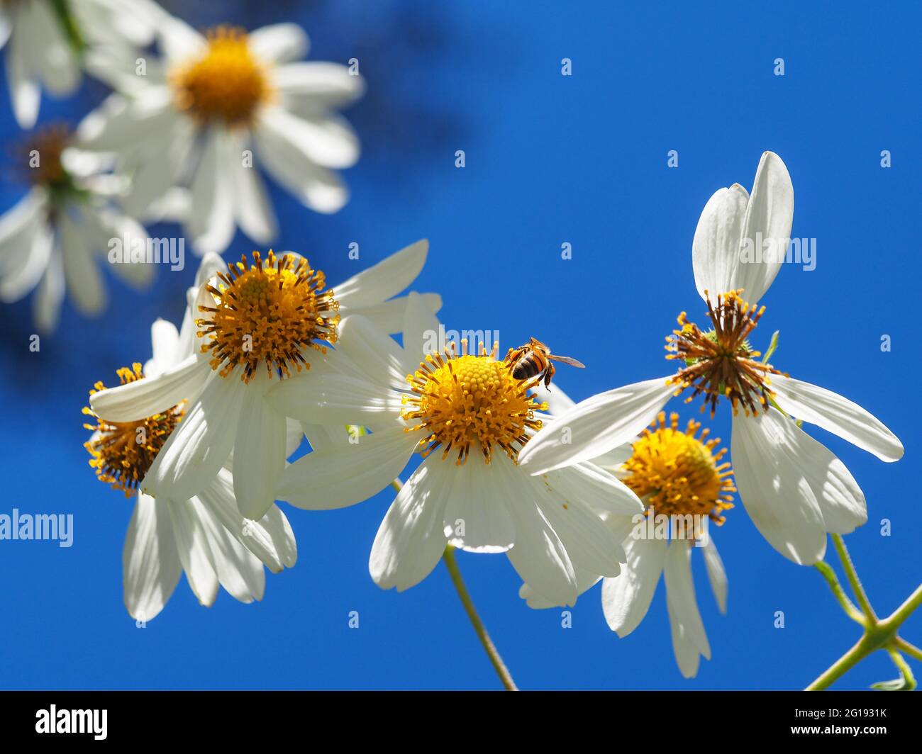 Flores blancas con centros amarillos del árbol Daisy, Montanoa bipinnatifida, y una abeja recolectando polen, que se alza contra un cielo azul brillante Foto de stock