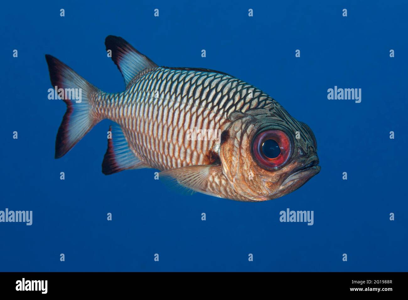Soldierfish, Myripristis murdjan, Canal Alemán, Micronesia, Palau Foto de stock