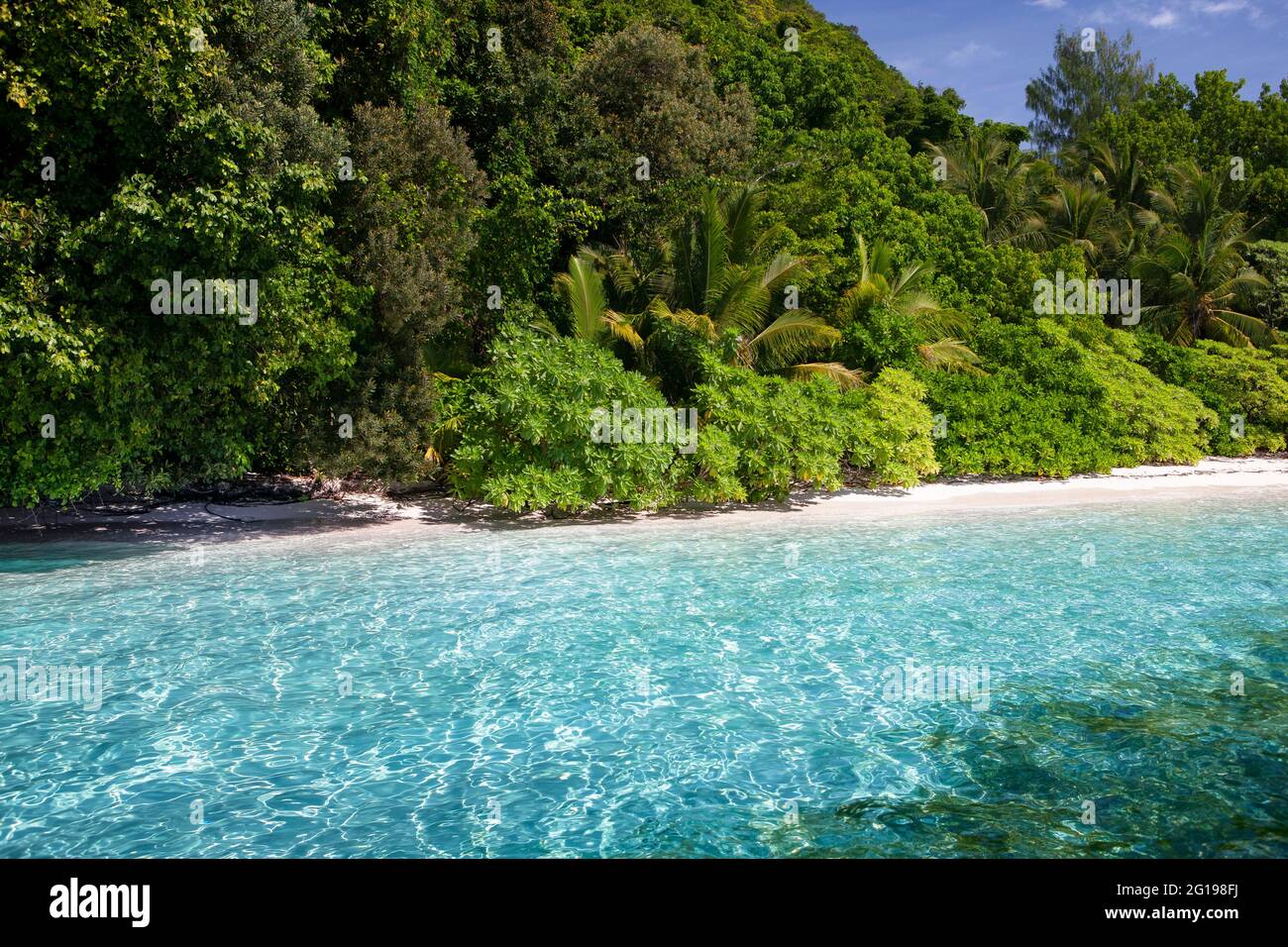 Playa con palmeras en el Palau, Micronesia, Palau Foto de stock