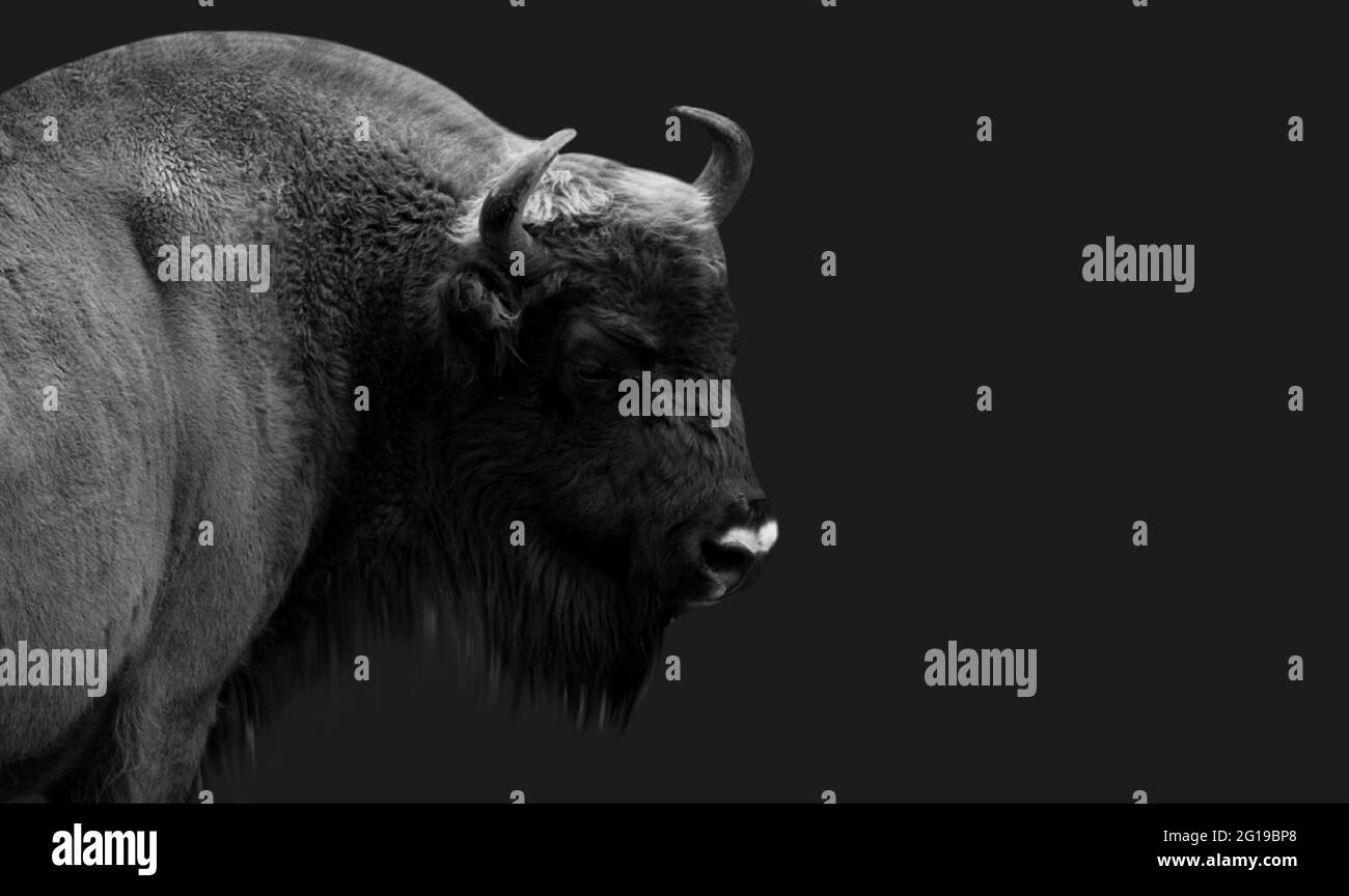 Cara de primer plano de bisonte en blanco y negro Foto de stock