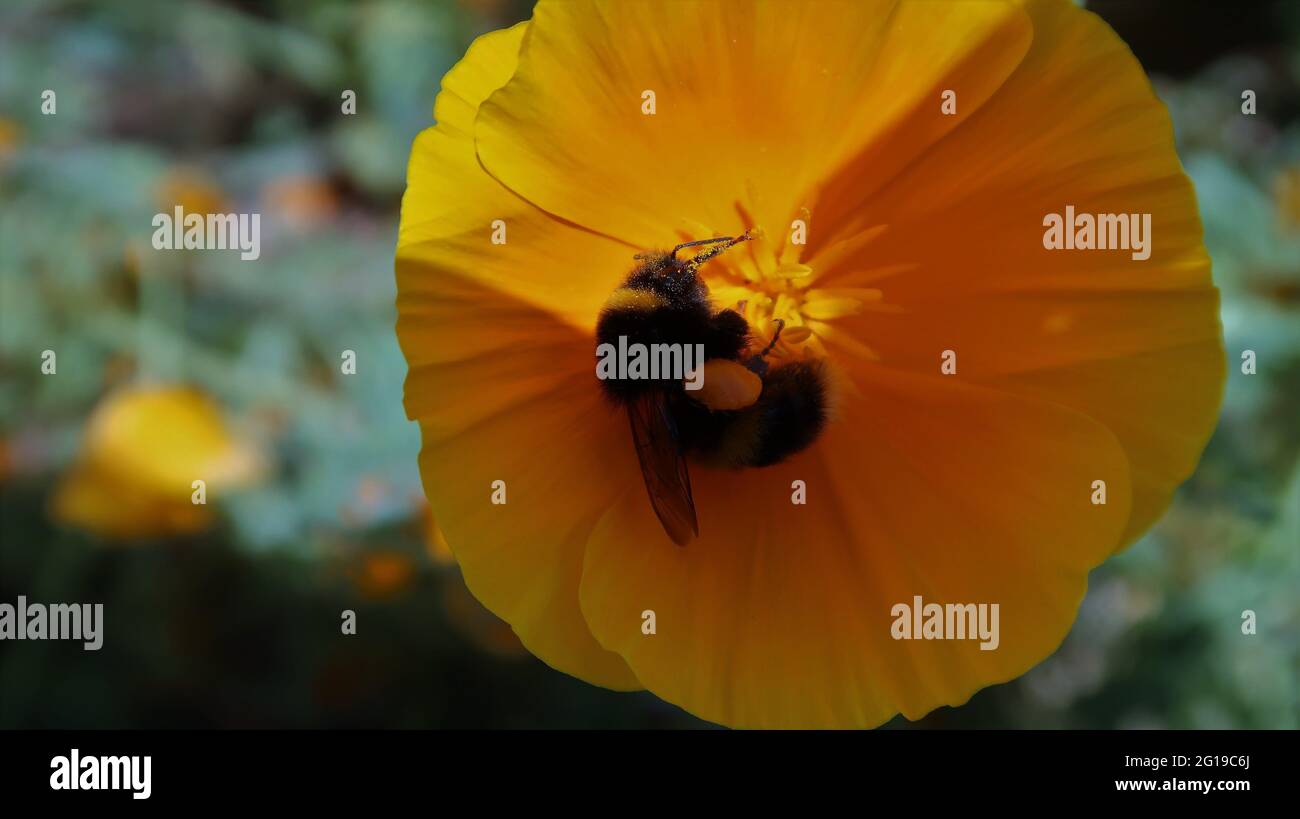 Abeja tomando polen de una amapola de California. Foto de stock