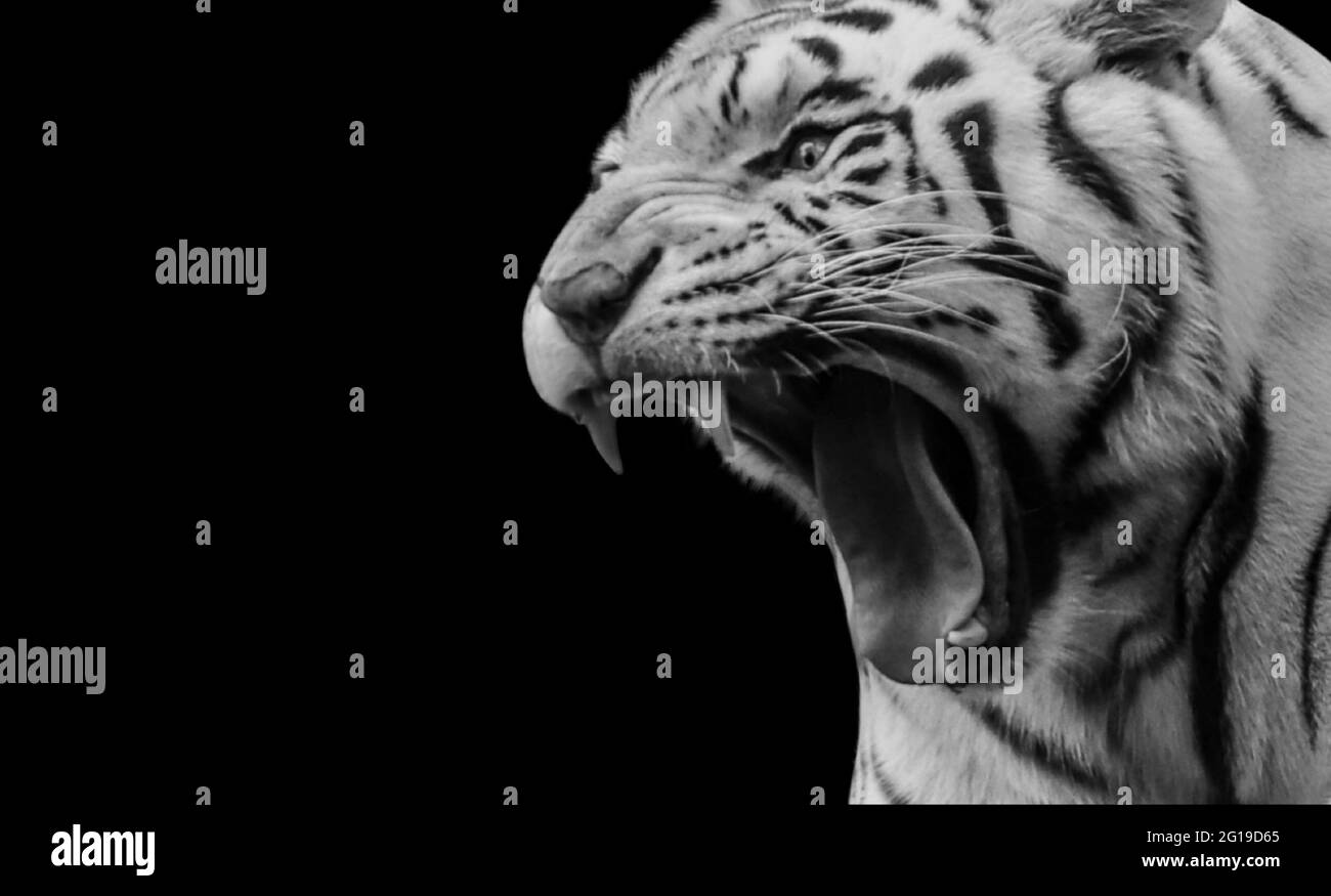 Retrato de Tigre en blanco y negro Roaring en el fondo negro Foto de stock