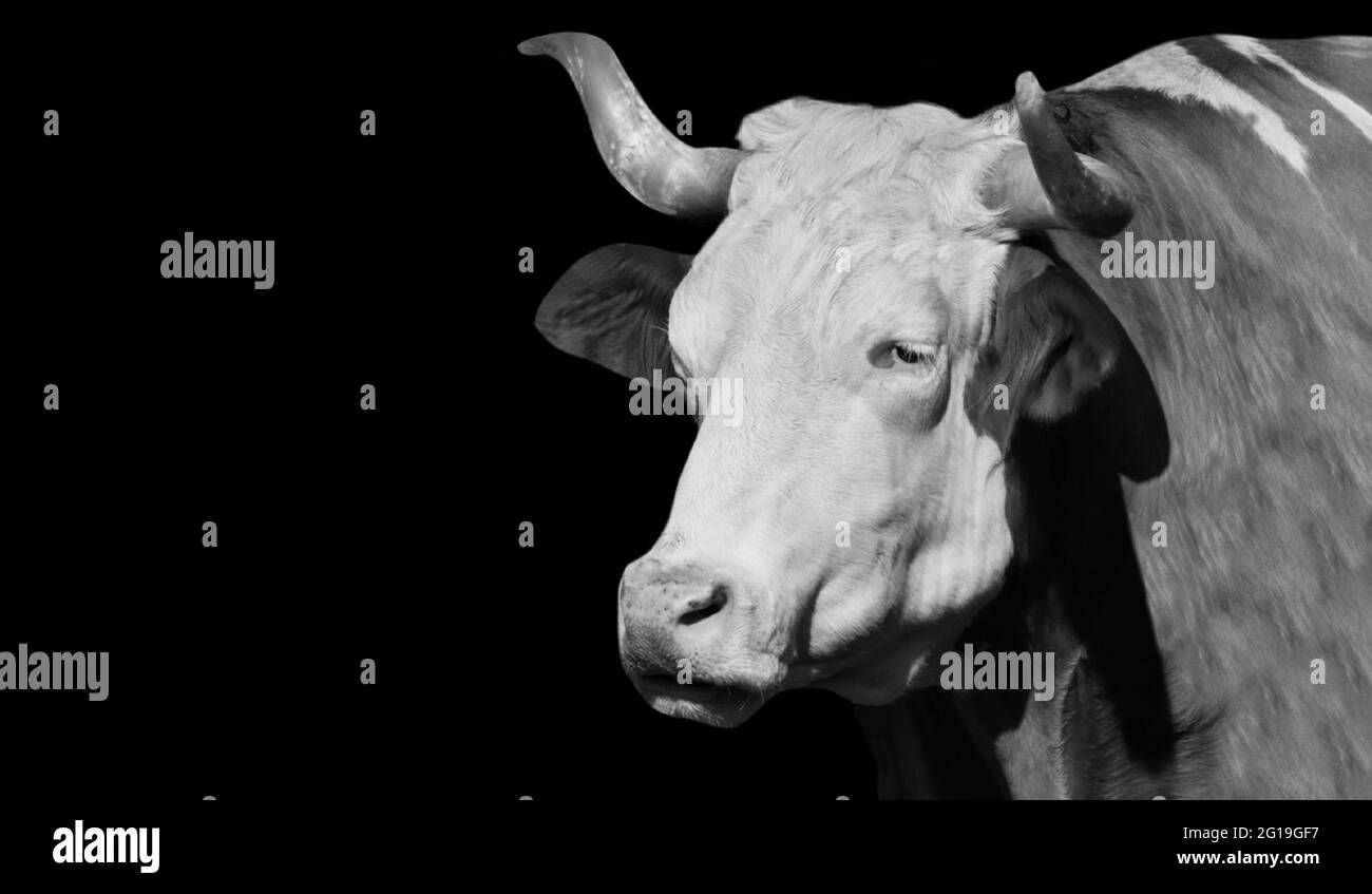 Big Horn Vaca blanca y negra en el fondo negro Foto de stock