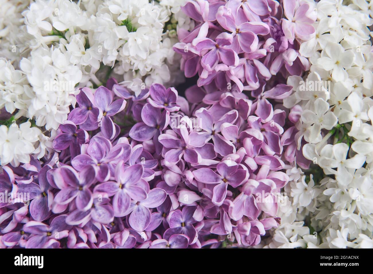 fondo natural de flores lilas blancas y moradas en flor cerca de arriba  Fotografía de stock - Alamy