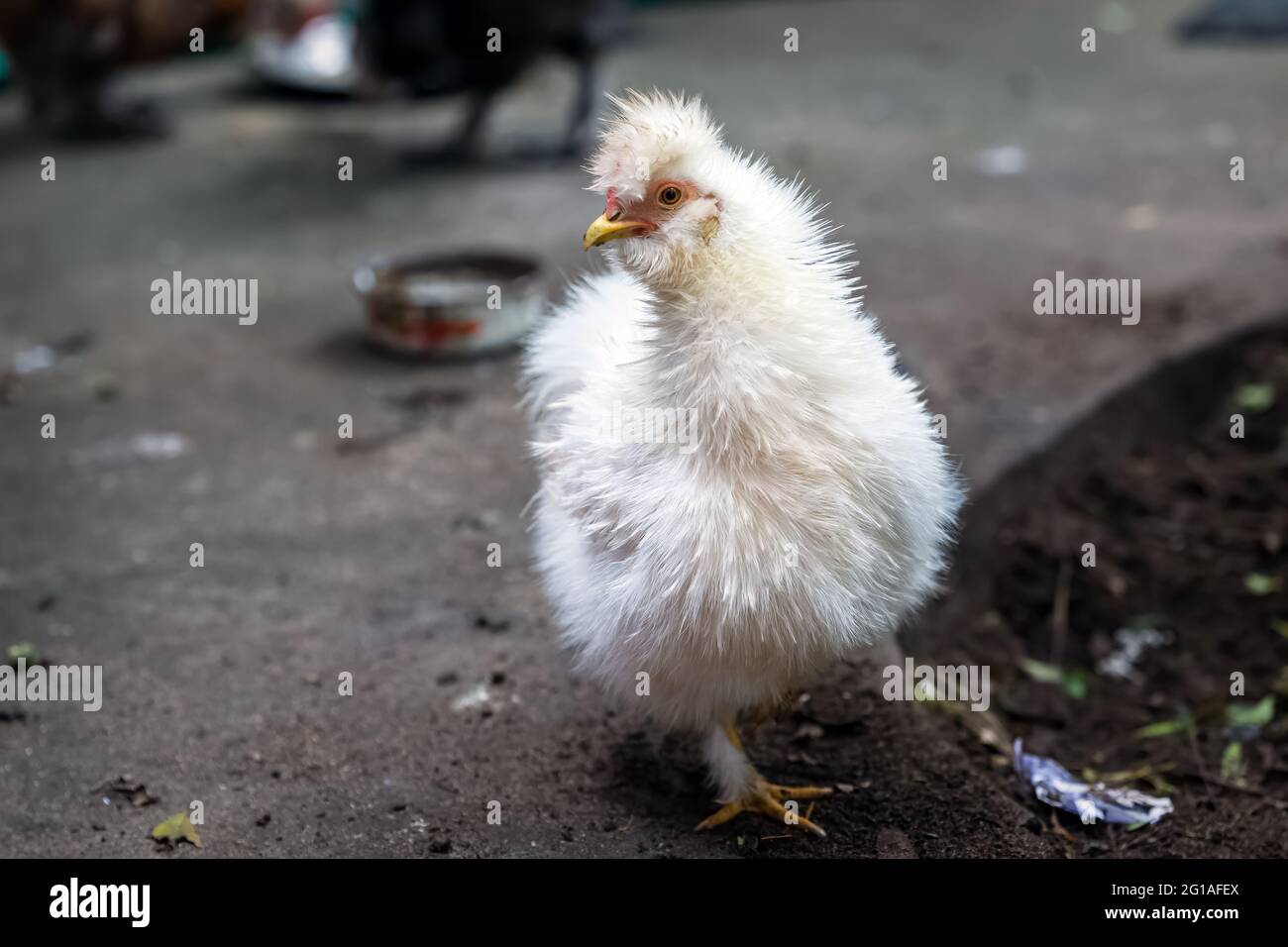 Pollo blanco sedoso de lujo en el área rural. Foto de stock