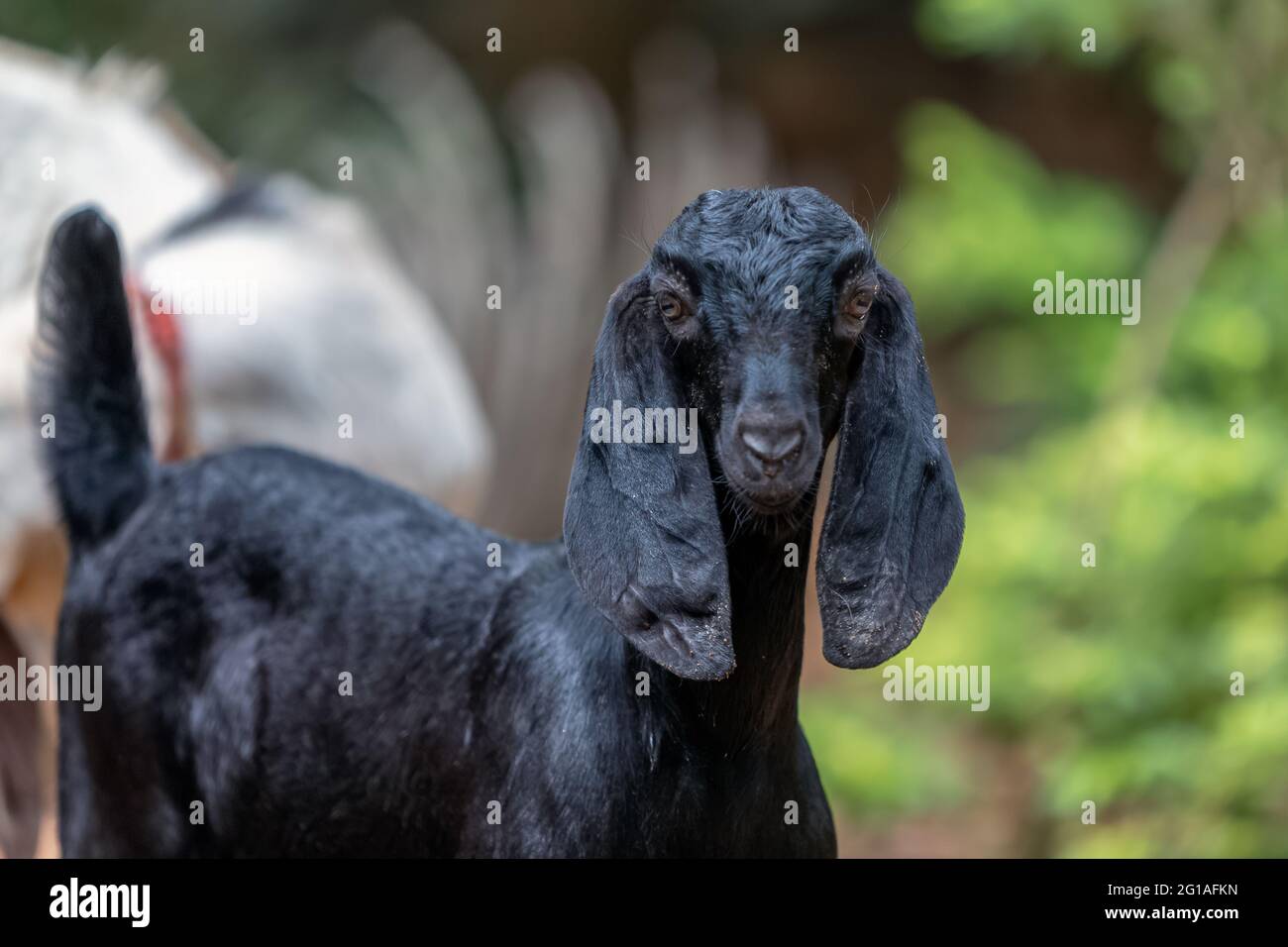 Retrato de una joven cabra negra en la granja. Foto de stock