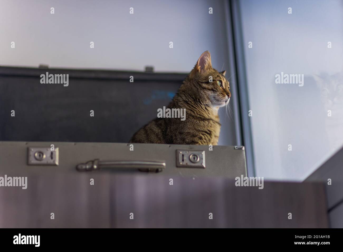 Gato en una maleta - Gato que se coloca dentro del equipaje de viaje - Gato  de Bengala Fotografía de stock - Alamy
