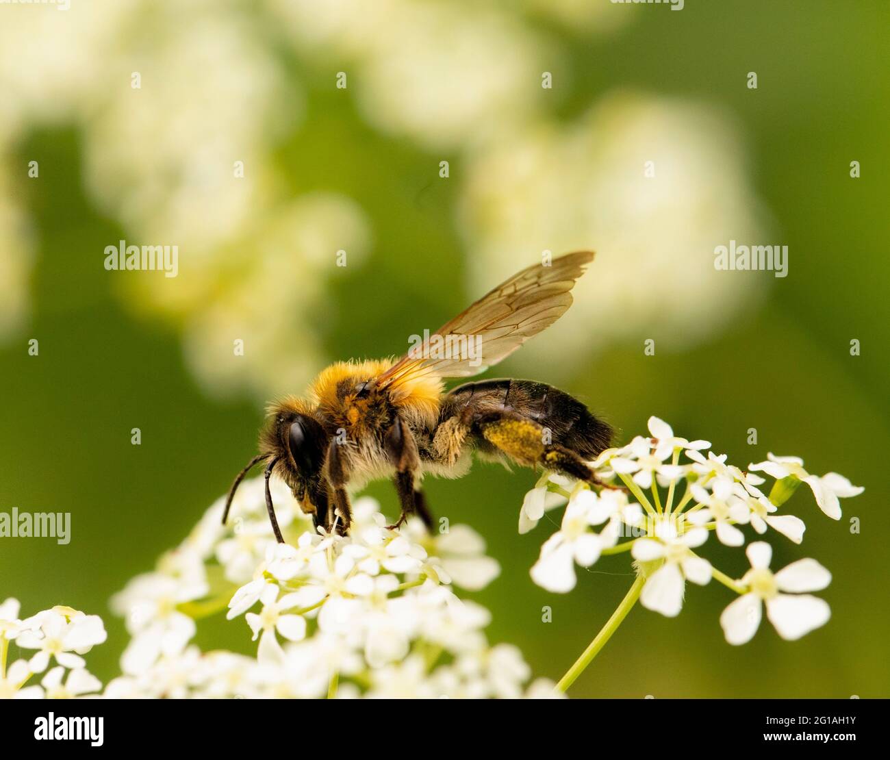 Abeja, abeja de miel, encaramada en una flor en un jardín británico, verano de 2021 Foto de stock