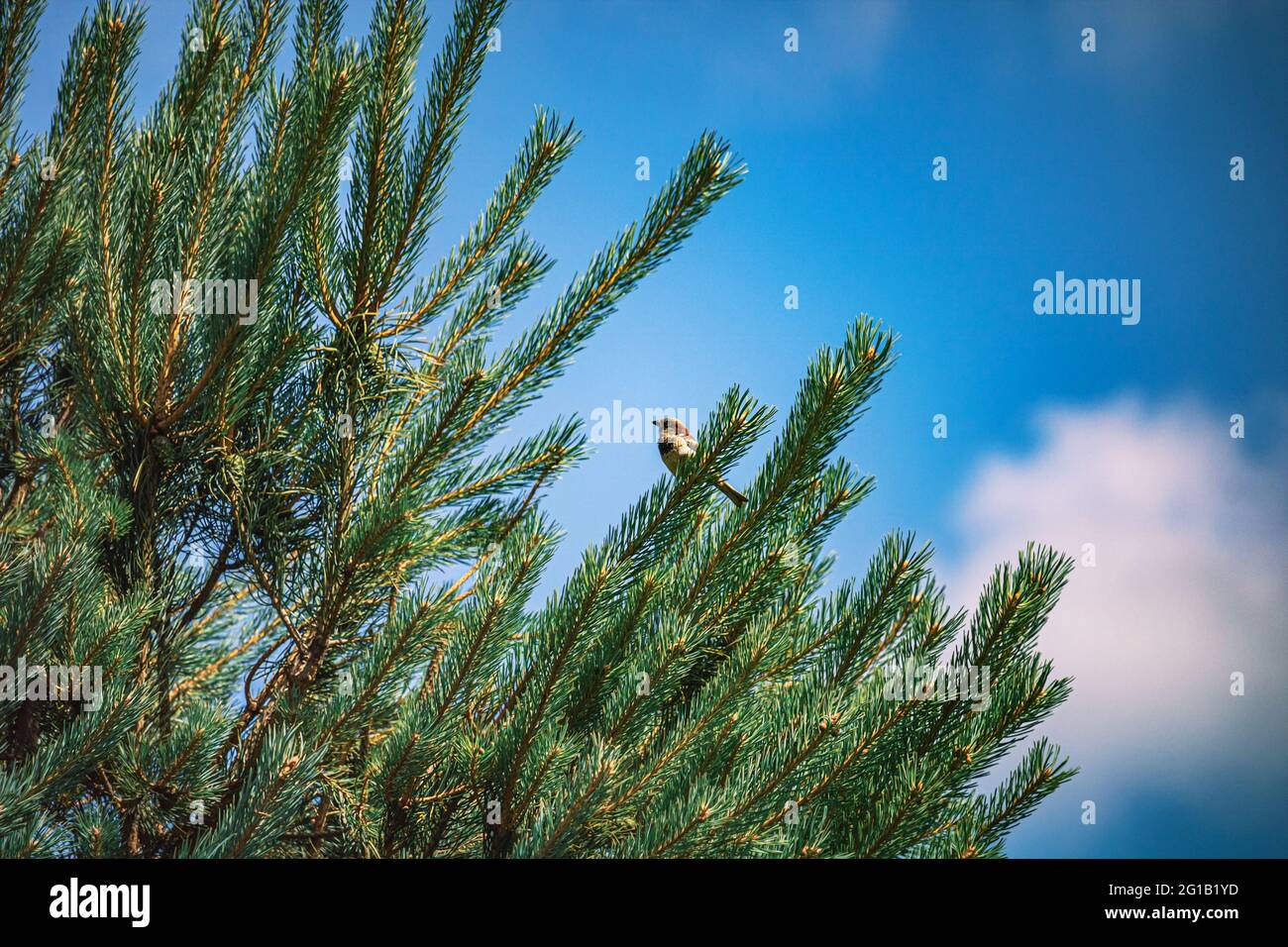 Vogel bei der Futtersuche - Eine kleine Kohlmeise sitzt friedlich auf einer Tanne und schaut friedlich in die Ferne im Hochsommer Foto de stock