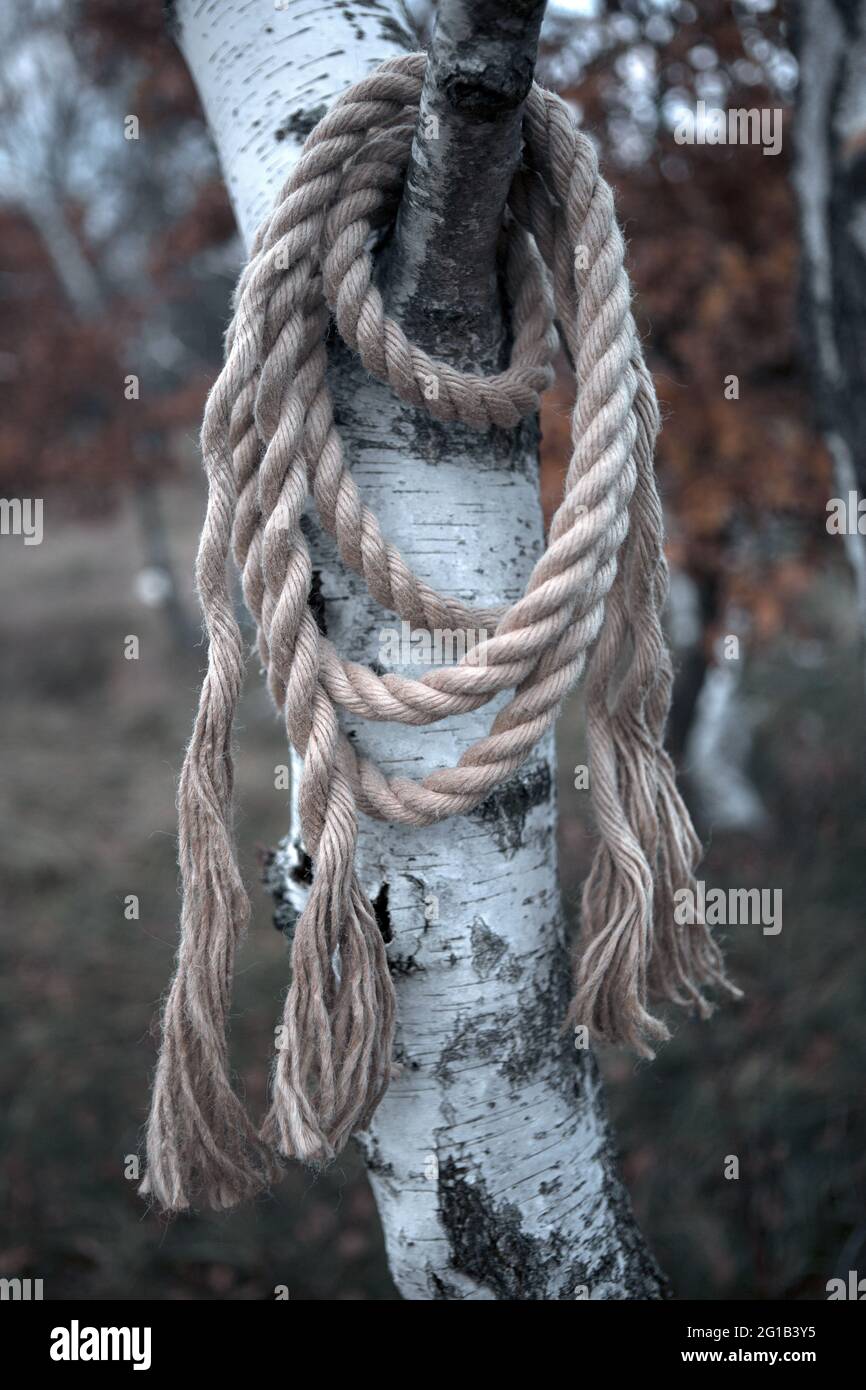 Cuerda Del Ahorcado Colgando Árbol — Foto de stock #431058766 © artistallen