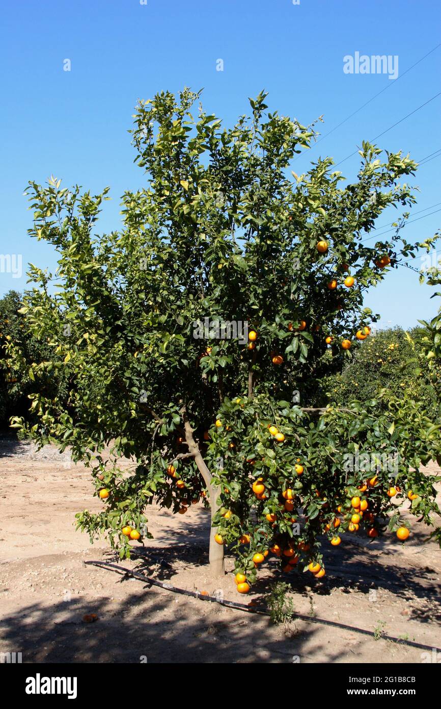 Huerto de árboles clementinos cargados de fruta y regados con mangueras de  plástico para riego de goteo, llanuras costeras, Moshav Matzliach, Israel  Fotografía de stock - Alamy