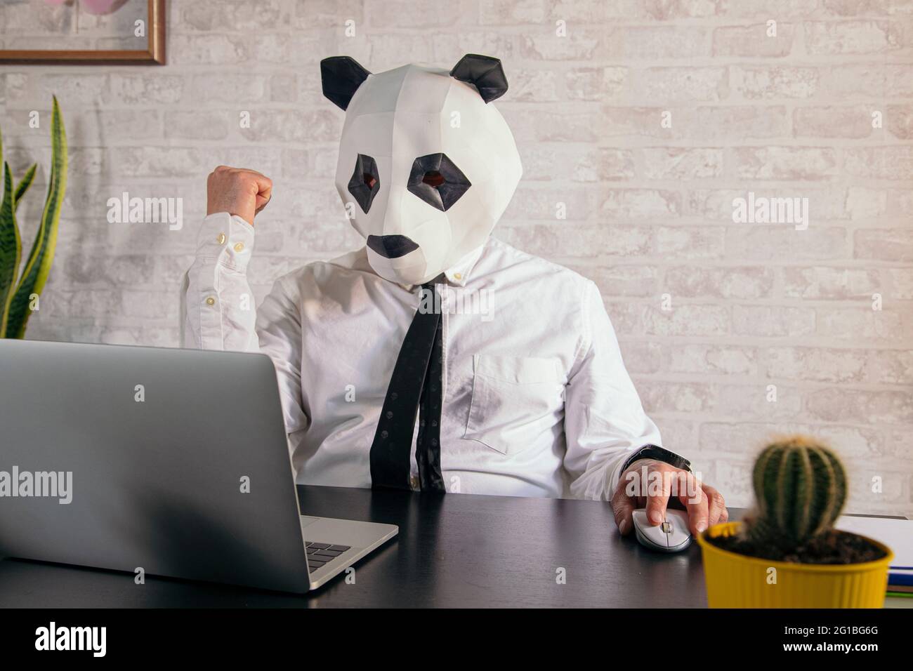 Empresario masculino anónimo en panda máscara de oso y camisa blanca  trabajando en la mesa con netbook en el espacio de trabajo con puño para  celebrar la victoria Fotografía de stock -