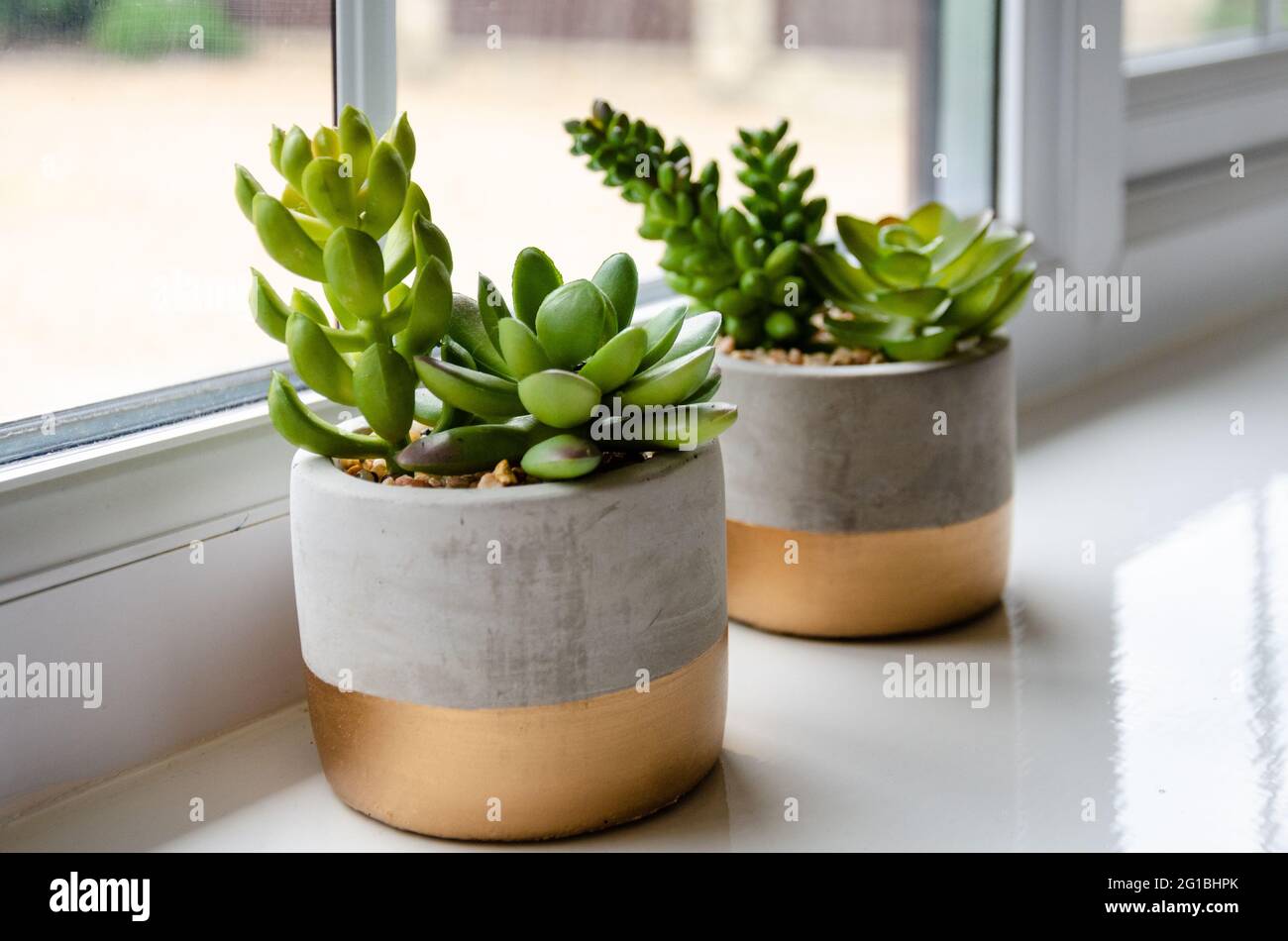 Dos macetas de plantas suculentas se sientan juntas en un alféizar luminoso y aireado como punto de interés en la decoración de una habitación. Foto de stock