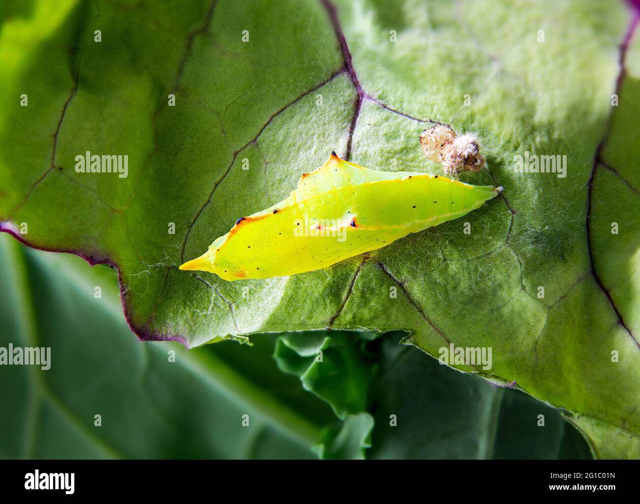 Pupa de la mariposa blanca de la col en la hoja roja de la col russian. Pequeños crisalises amarillos verdes dentados en etapa de metamorfosis. Conocida como mariposa de col o Pi Foto de stock