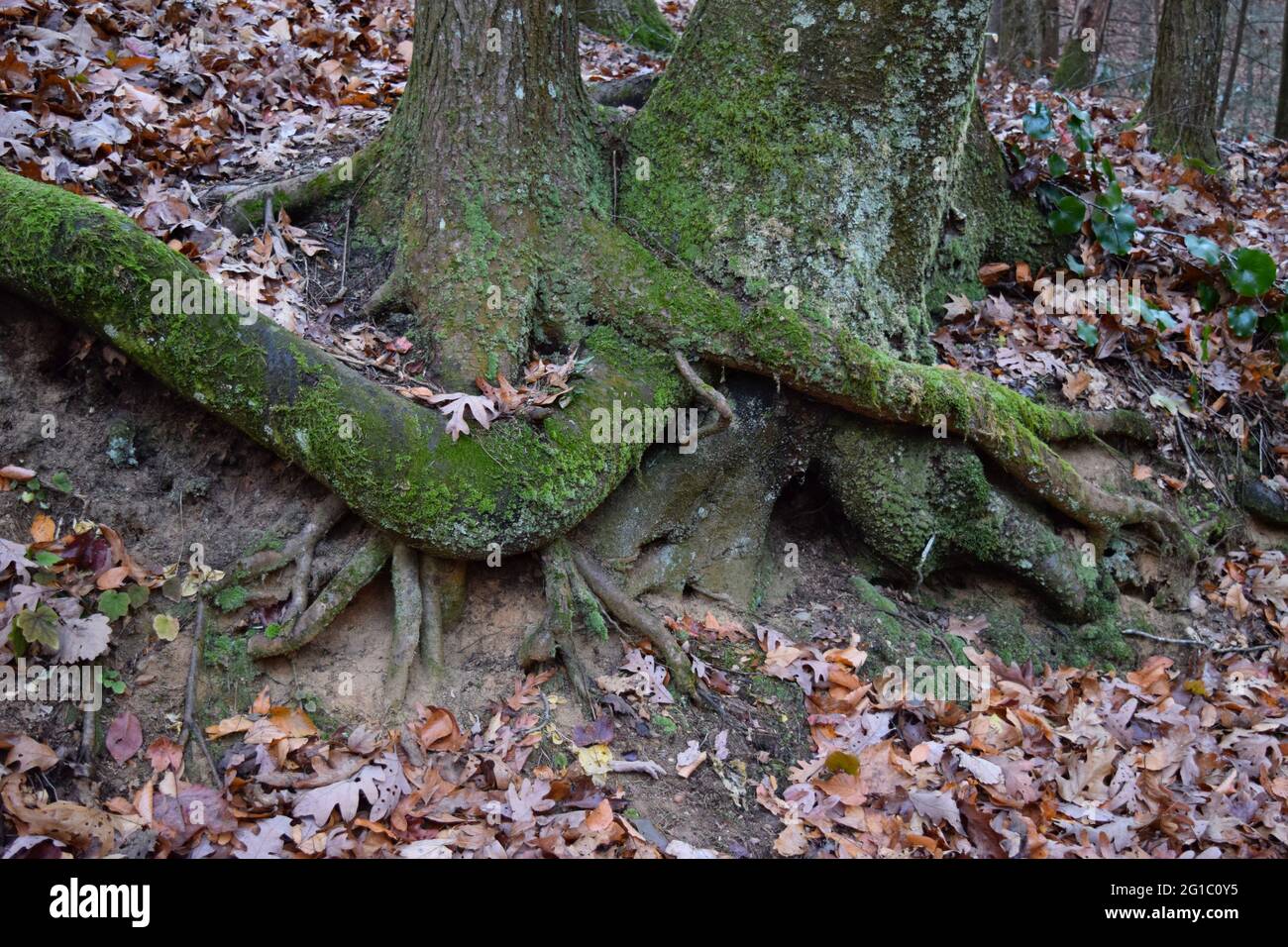 Raíces de árboles entrelazadas en la ruta Appalachian Trail en Georgia Foto de stock