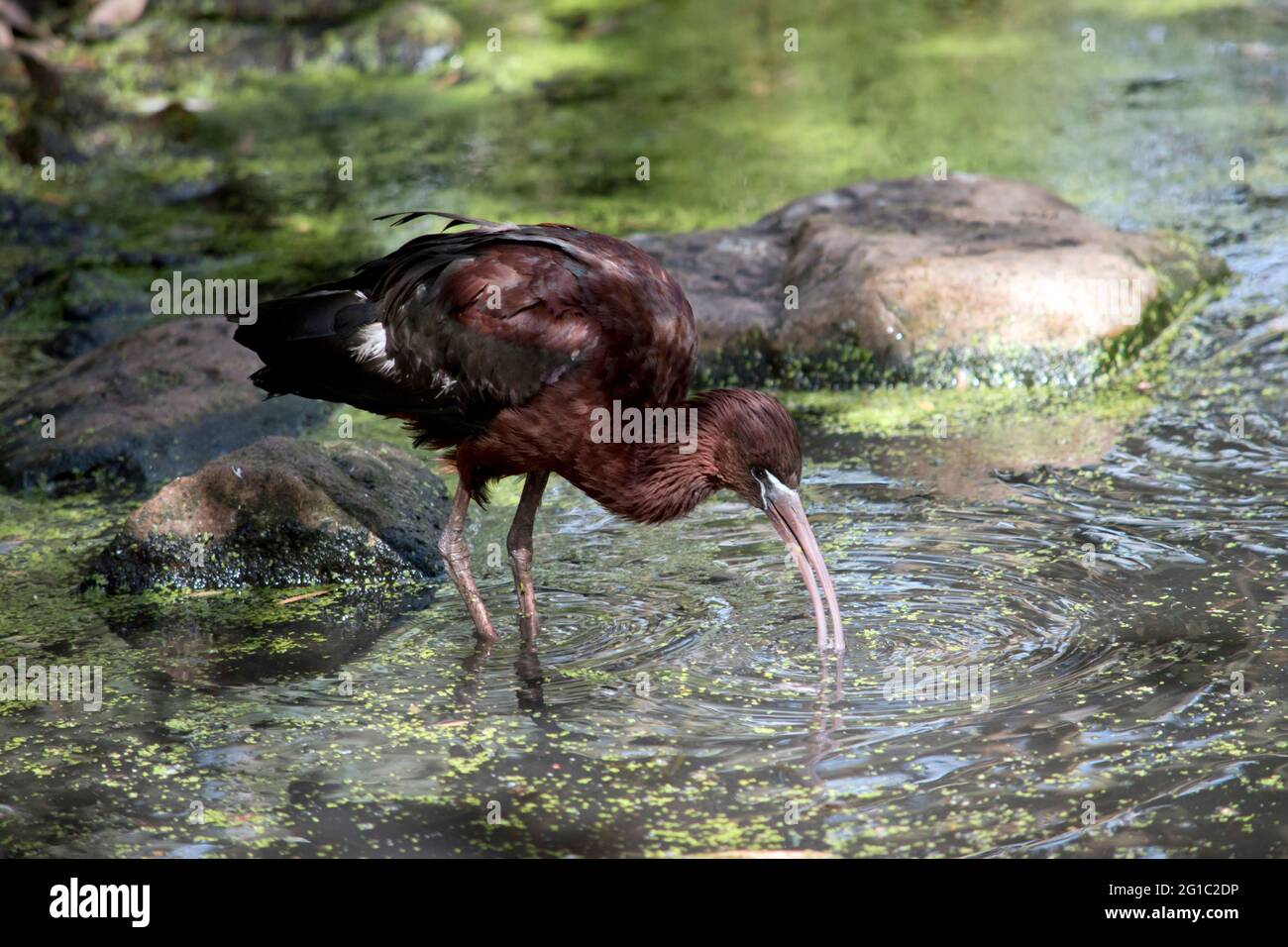 el brillante ibis es un pájaro marino marrón rojizo con un pico largo y rosado Foto de stock