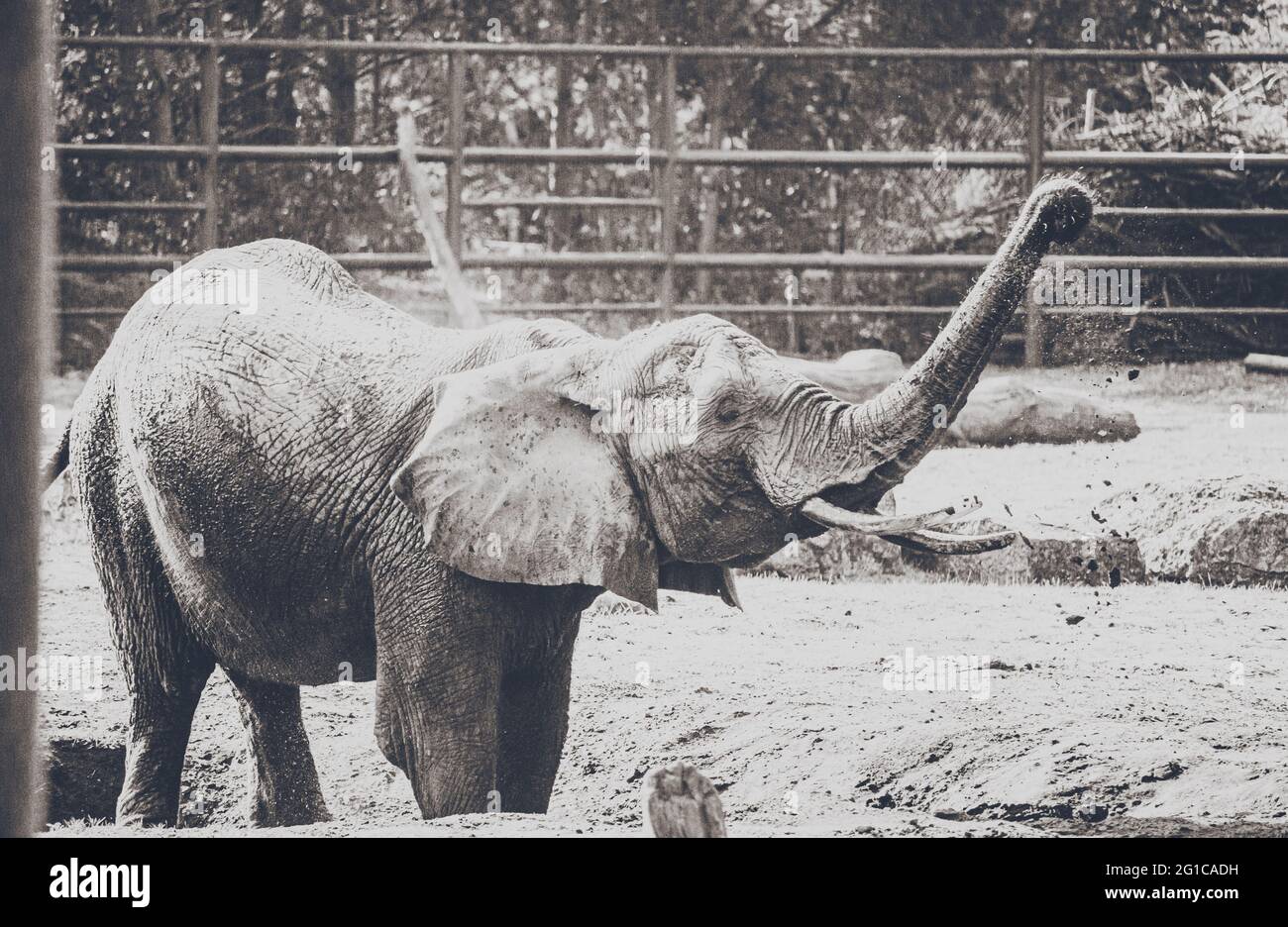 Verspielter Elefant im Serengeti Tierpark - Nahaufnahme des zahmen Dickhäuters in schönem schwarzweiss Monochrom Style Poster. Minimalismus Stil. Foto de stock