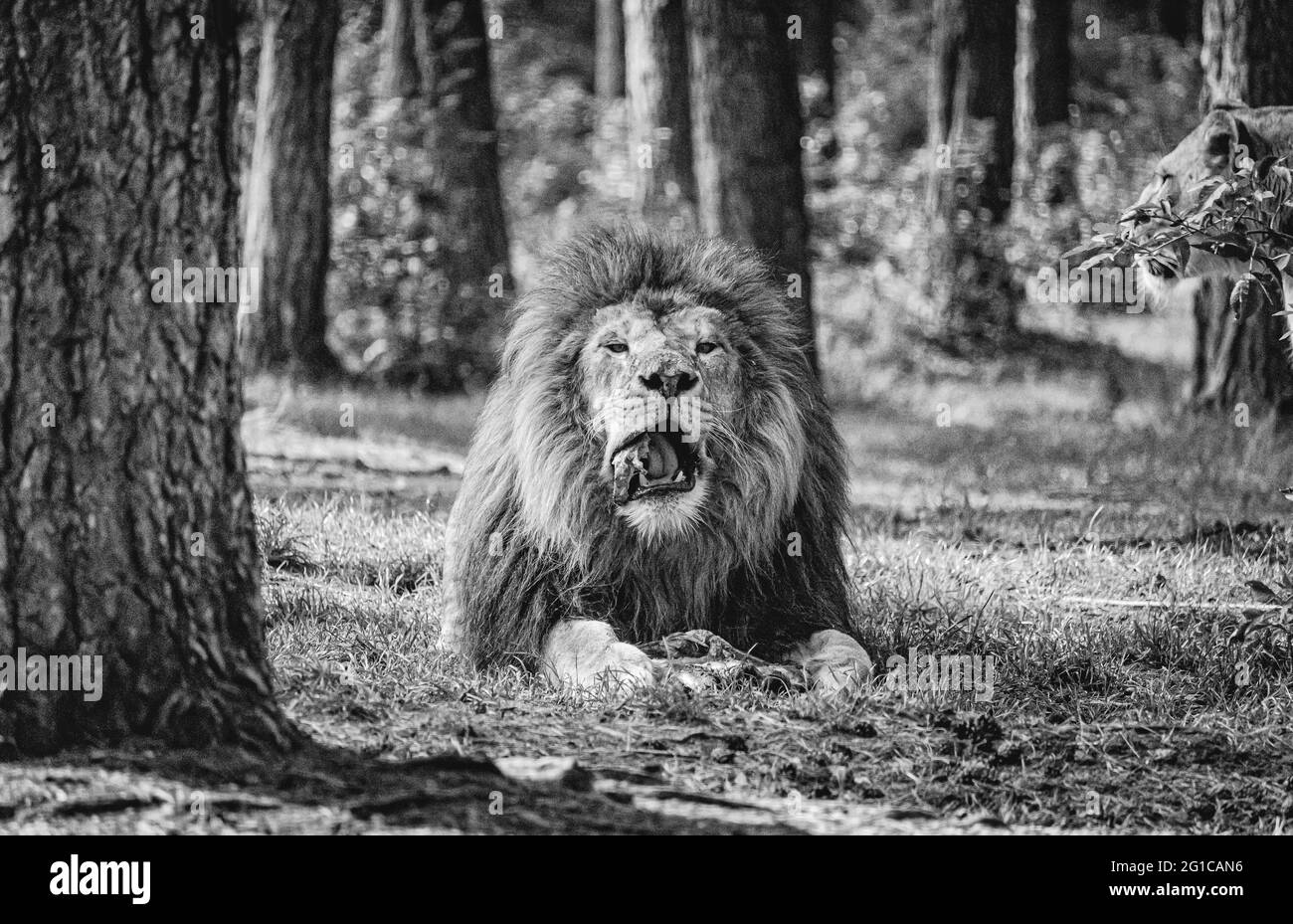 Un león magnífico mascara su presa en el Serengeti-Park Resort Zoo en Hodenhagen. El rey de la selva en blanco y negro monocromo. Foto de stock