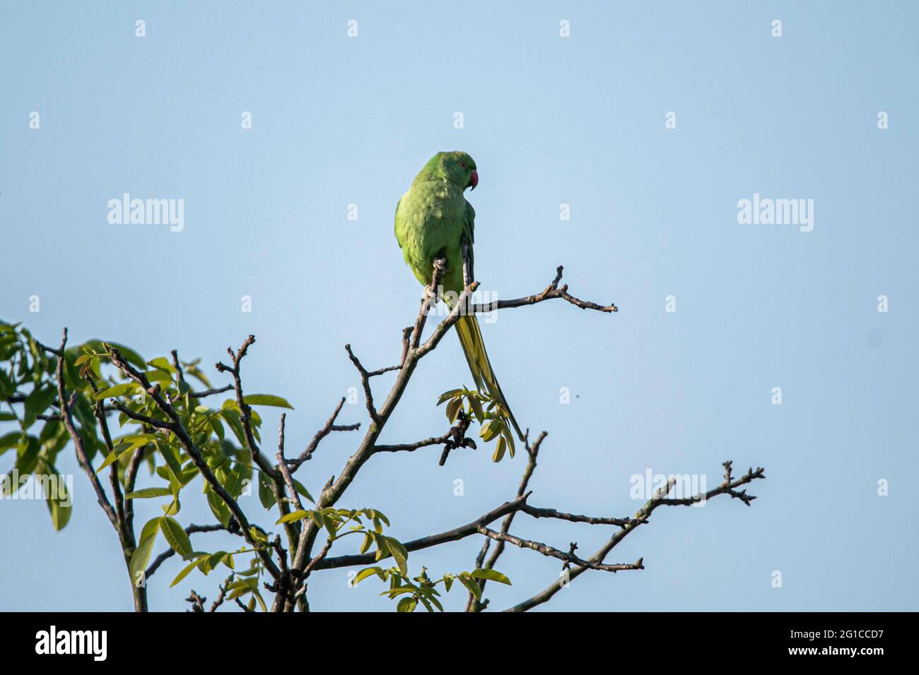 WIMBLEDON LONDRES 7 de junio de 2021 . Un parakeet en anillo de rosa  (Psittacula krameri ) que perca en una rama del árbol en una mañana soleada  brillante en Wimbledon. El