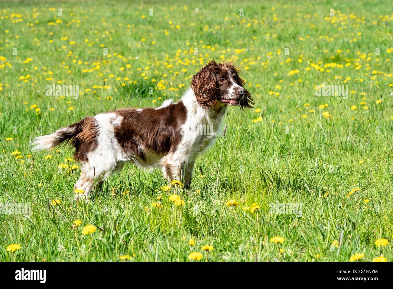 Perro de caza, Springer spaniel, Vulkaneifel, Renania-Palatinado, Alemania  Fotografía de stock - Alamy