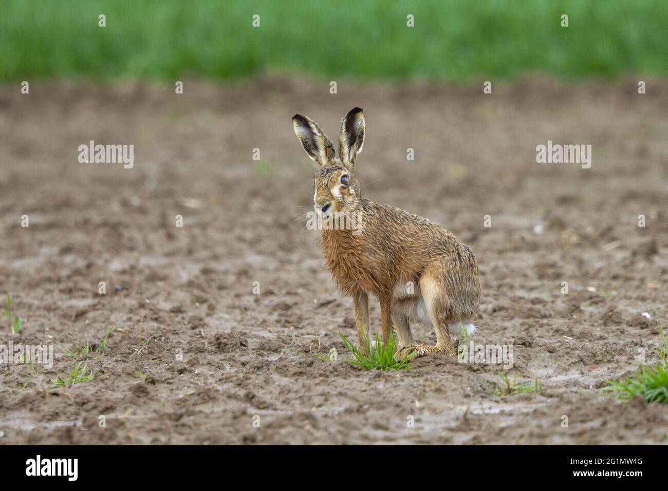 Francia, Oise, región de Senlis, tierra arable, liebre europea (Lepus europaeus), en el momento de la reproducción, en los campos Foto de stock