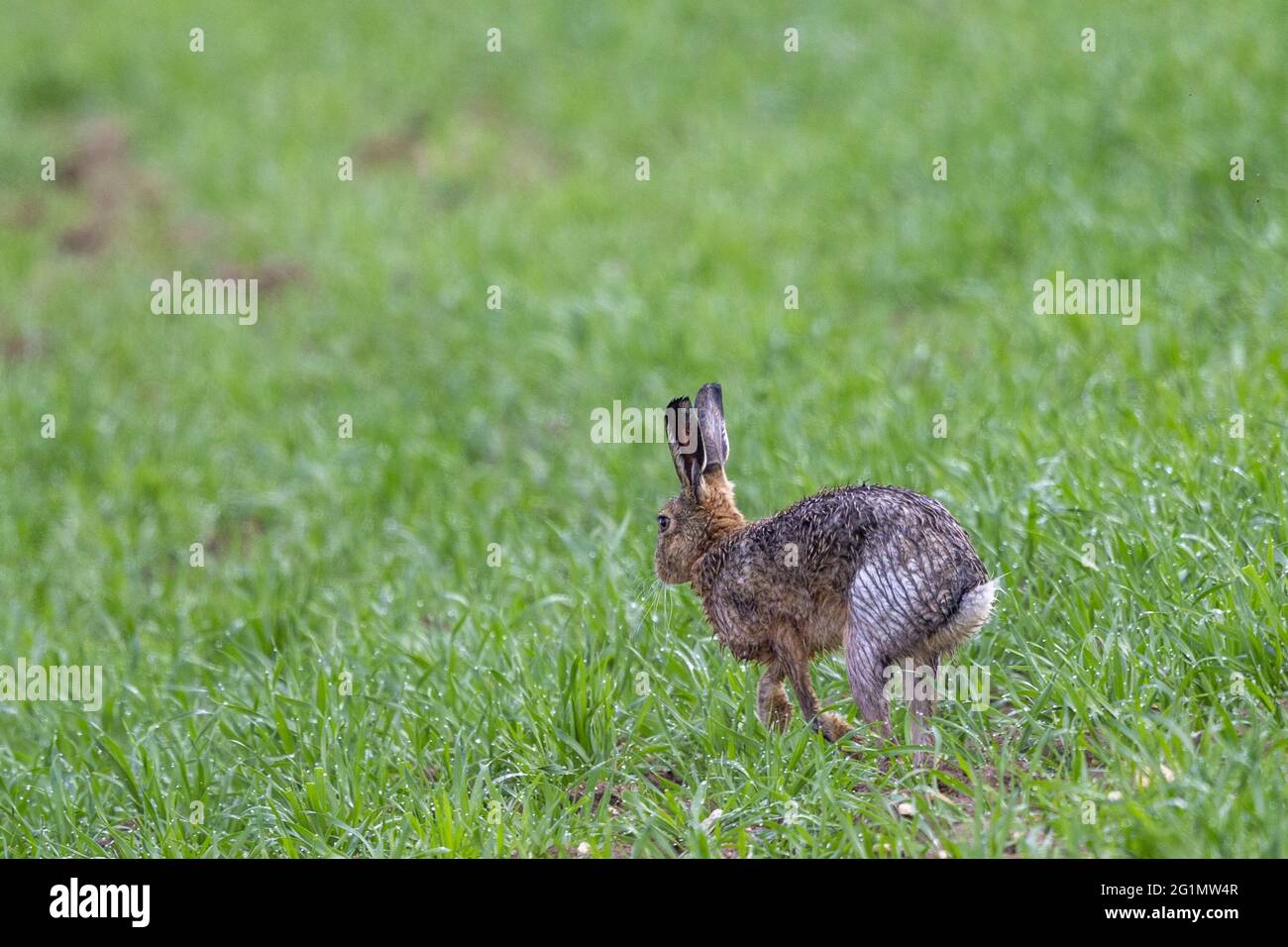 Francia, Oise, región de Senlis, tierra arable, liebre europea (Lepus europaeus), en el momento de la reproducción, en los campos Foto de stock