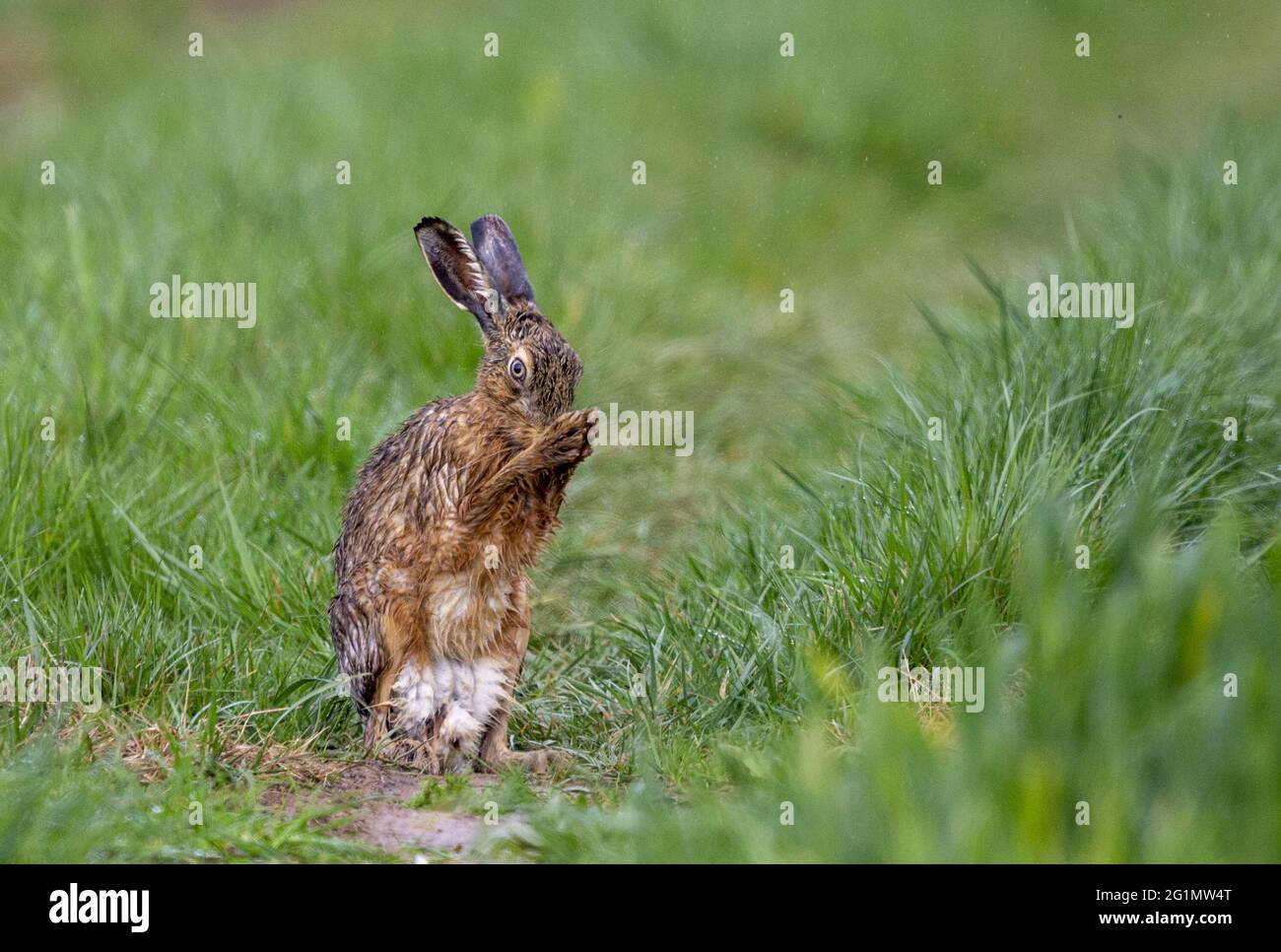 Francia, Oise, región de Senlis, tierra arable, liebre europea (Lepus europaeus), en el momento de la reproducción, en los campos Foto de stock